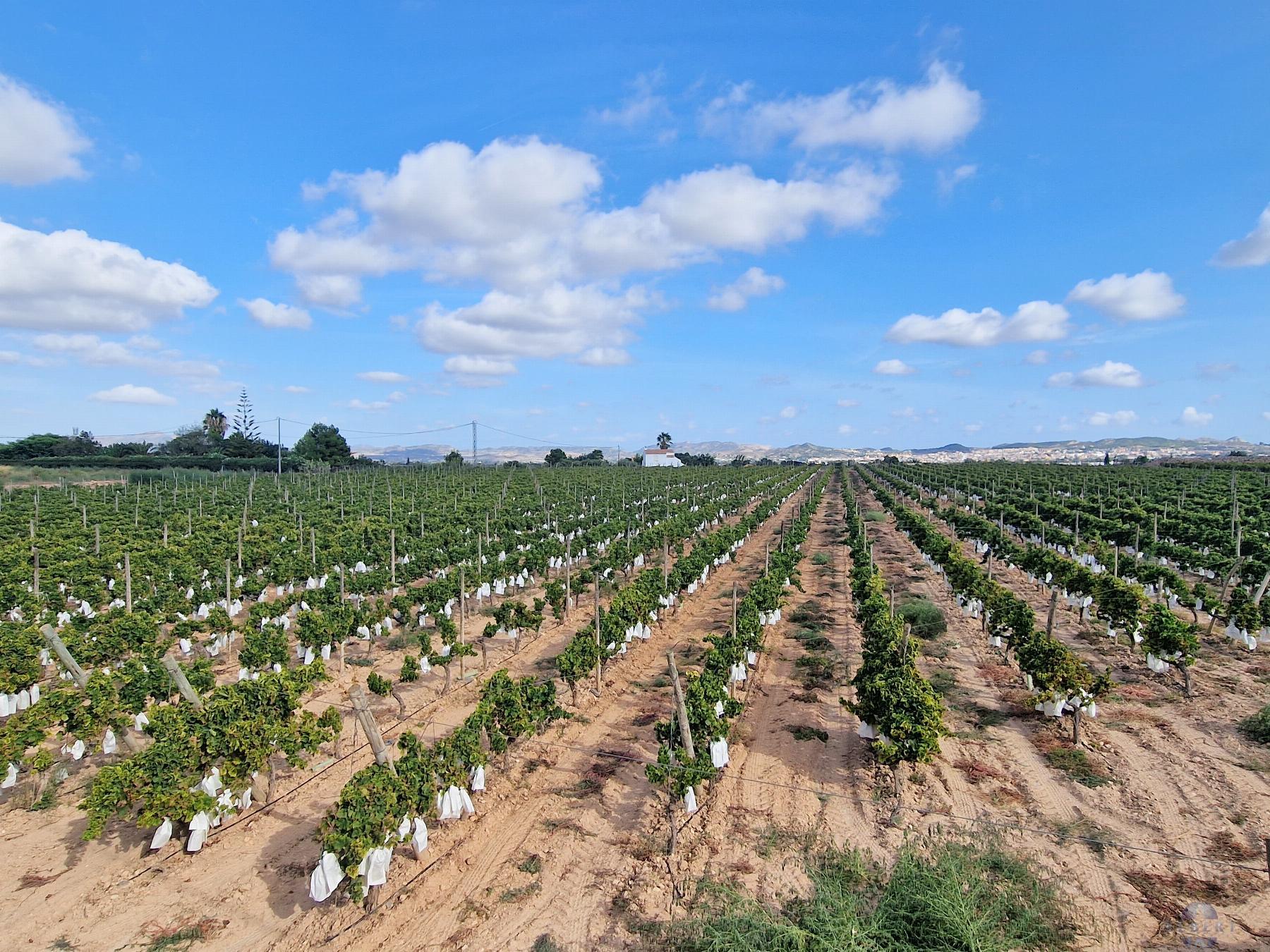 For sale of land in Novelda