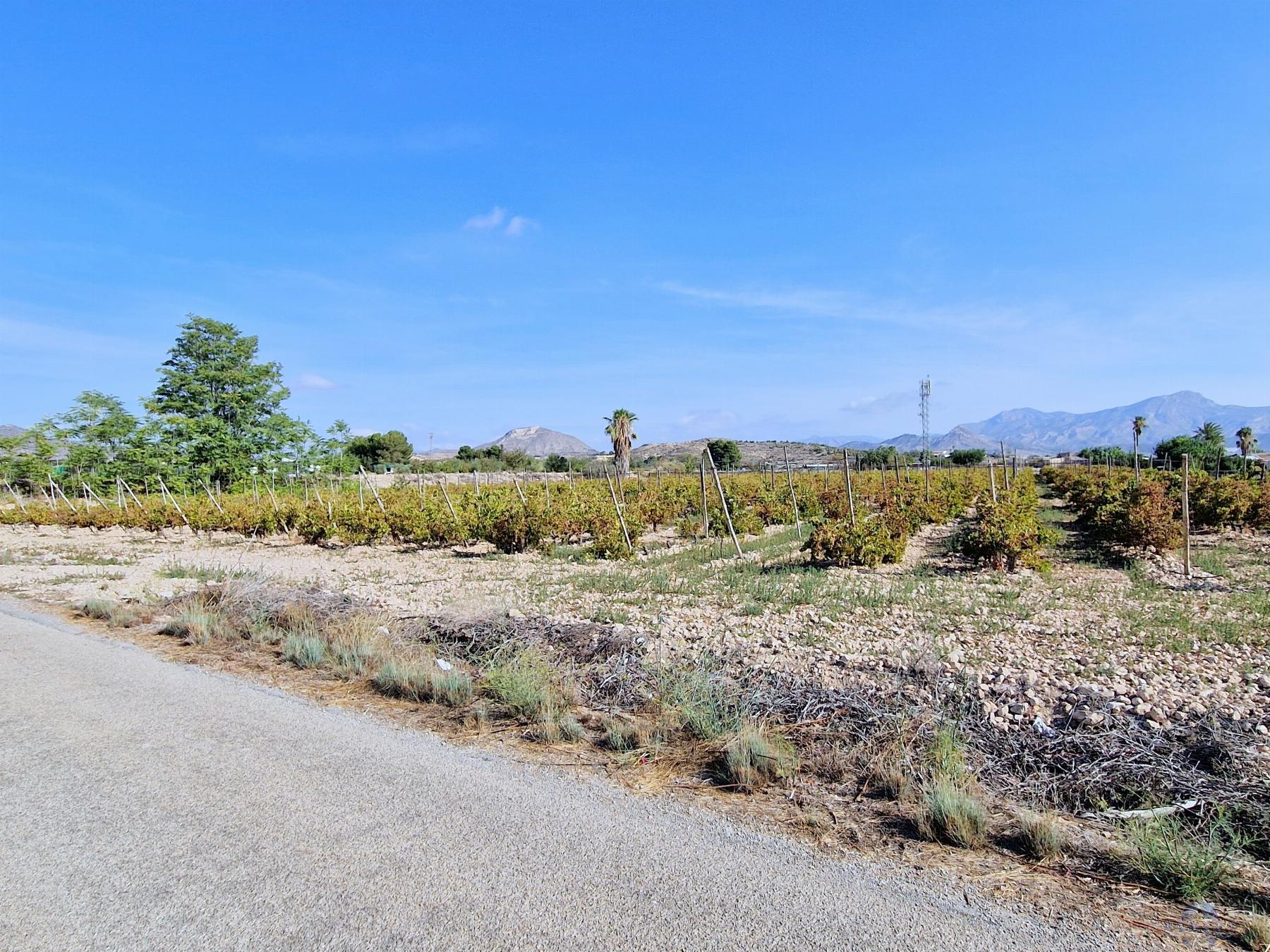 Venta de terreno en Novelda