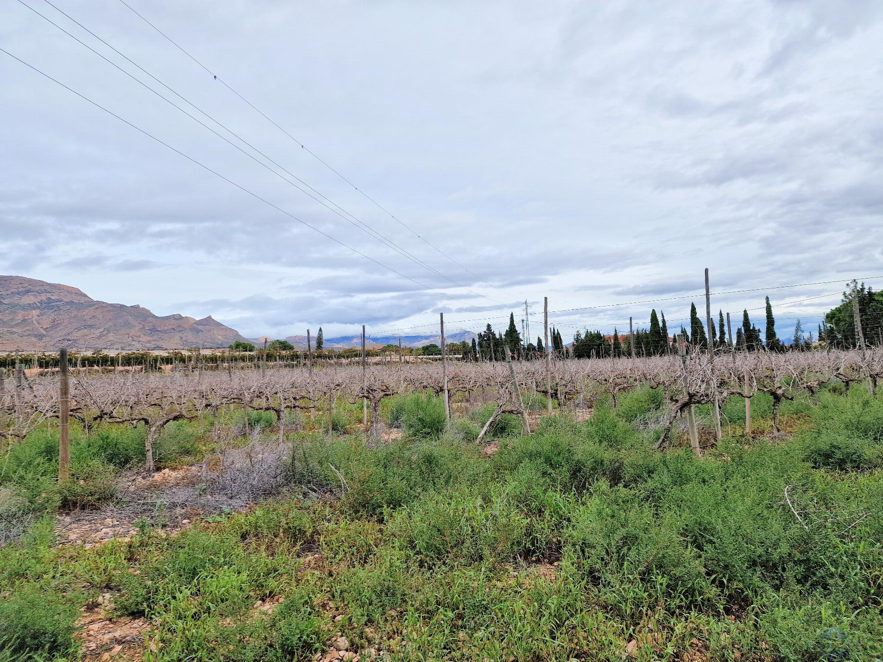 Venta de chalet en Novelda