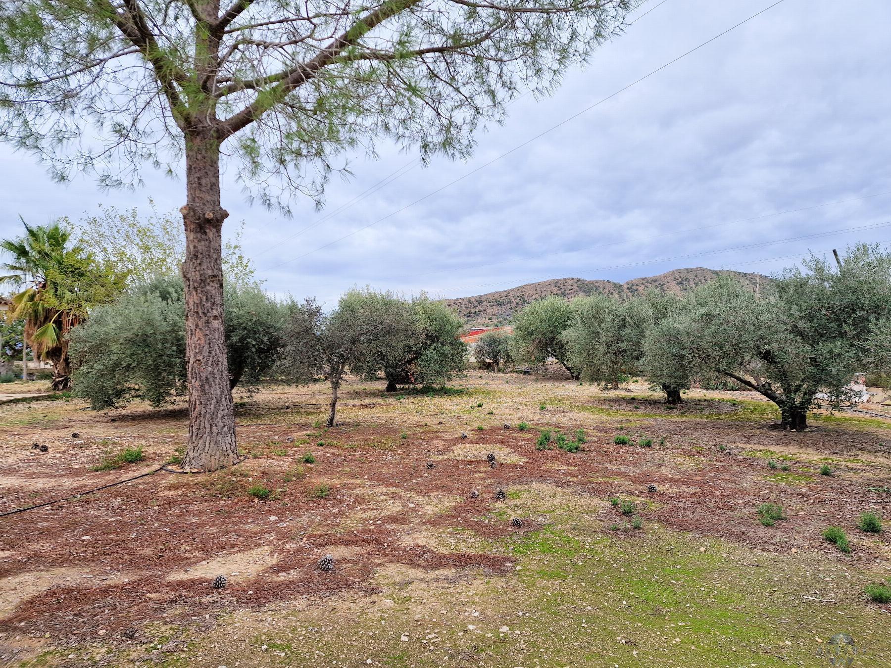 Venta de chalet en Novelda
