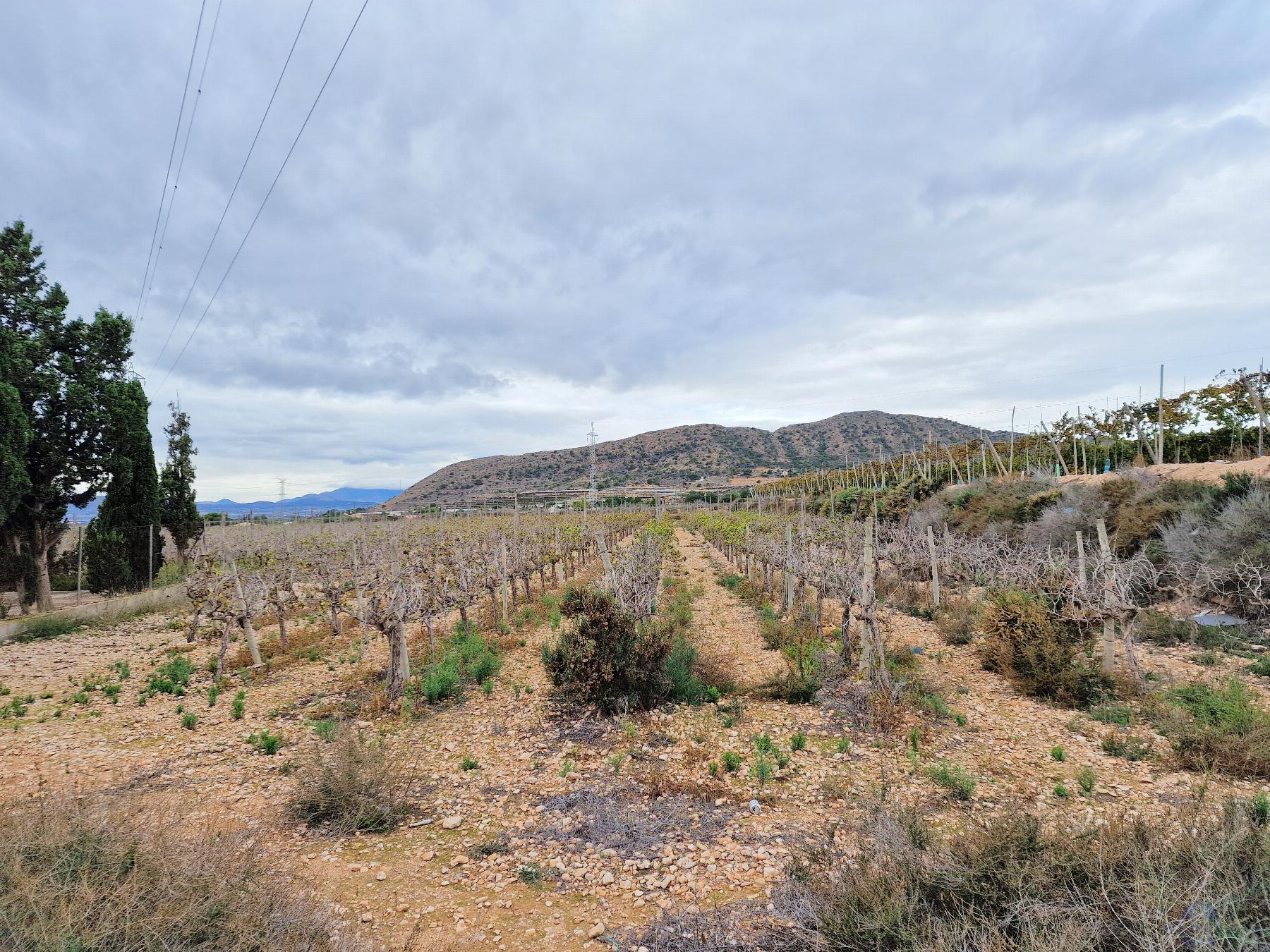 Venta de chalet en Novelda