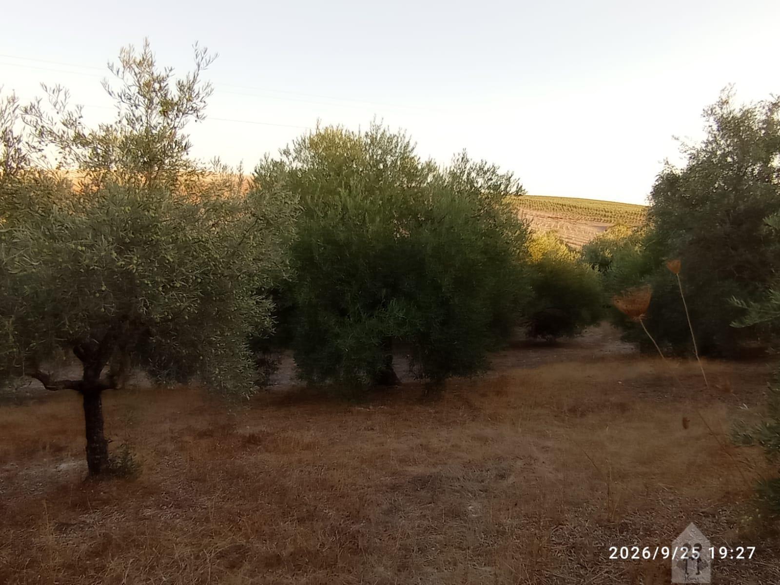Venta de finca rústica en Jerez de la Frontera