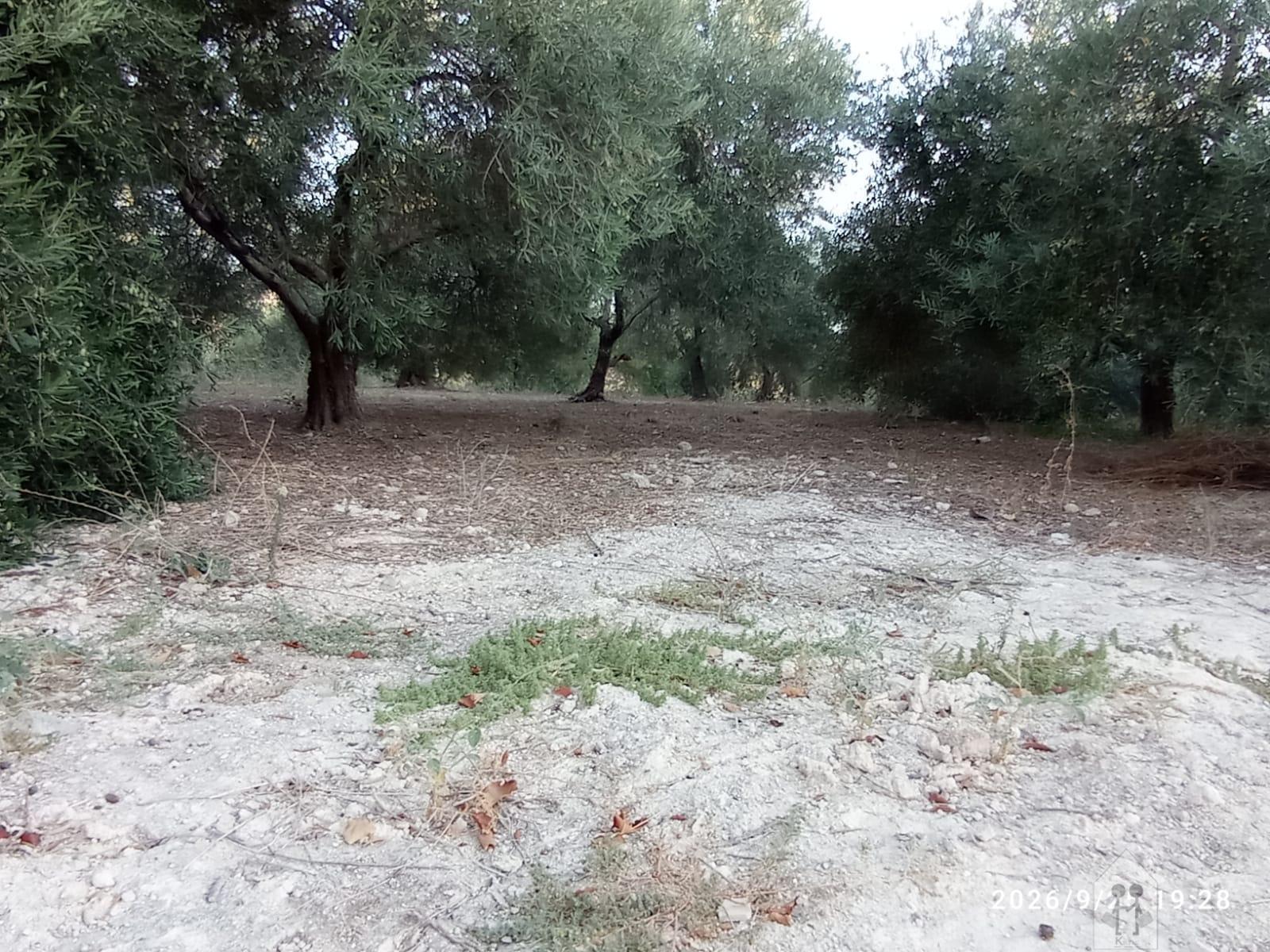 Venta de finca rústica en Jerez de la Frontera