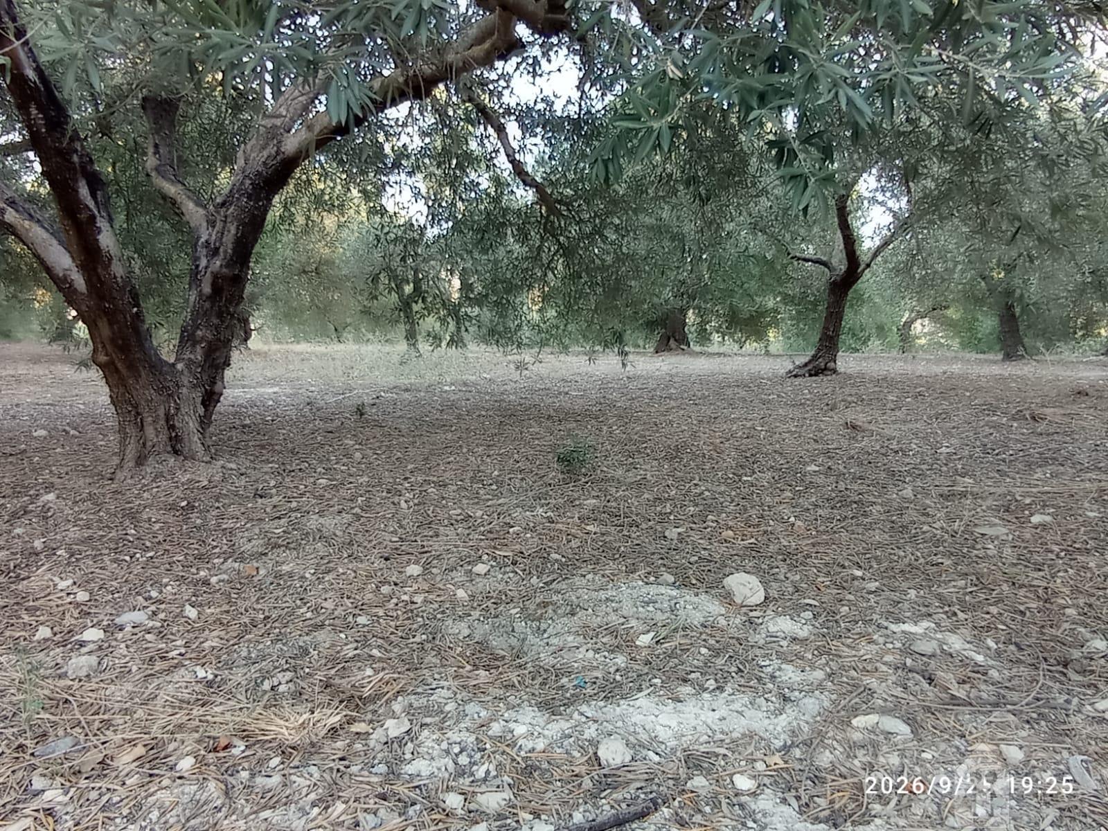 Venta de finca rústica en Jerez de la Frontera