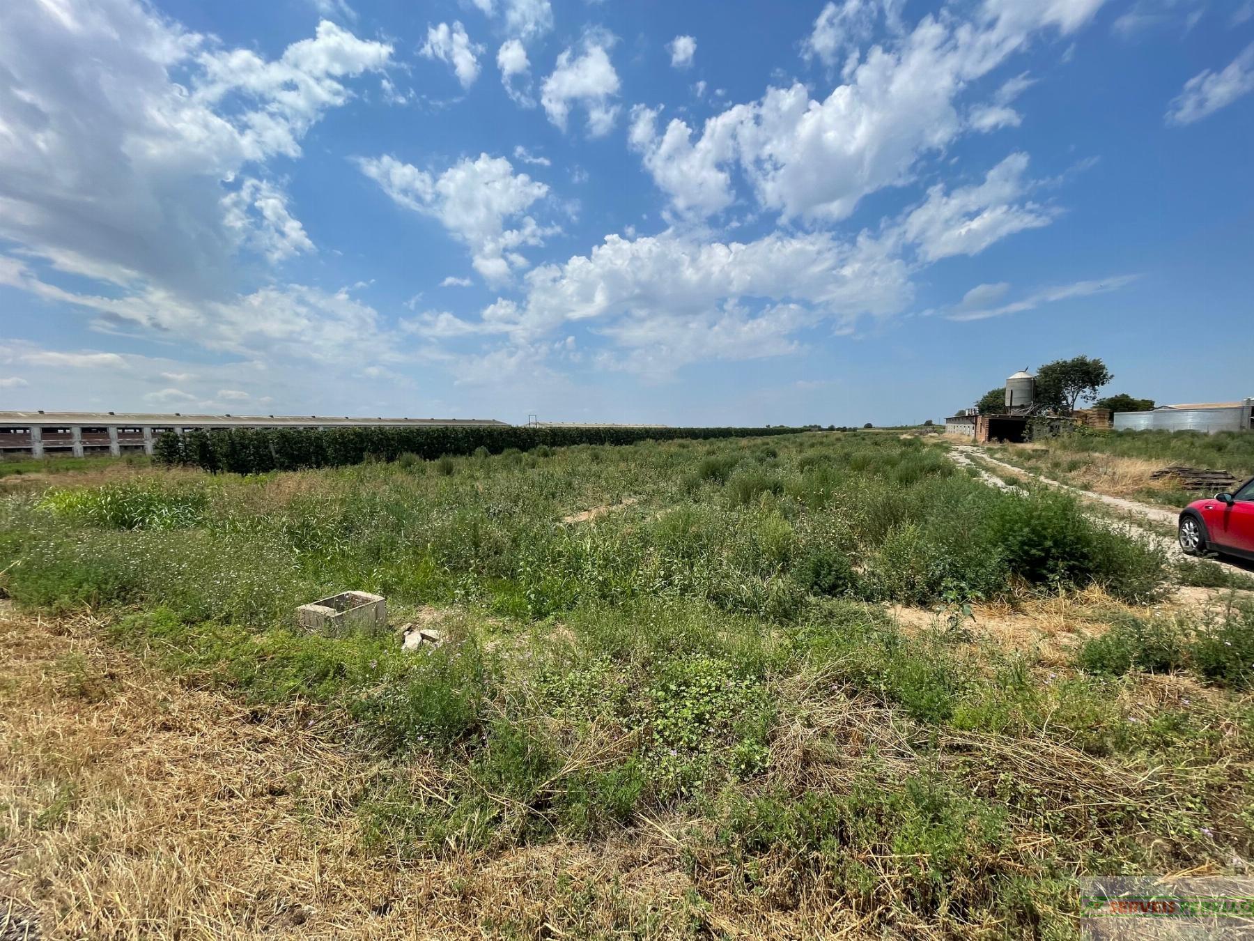 For sale of land in Bellpuig
