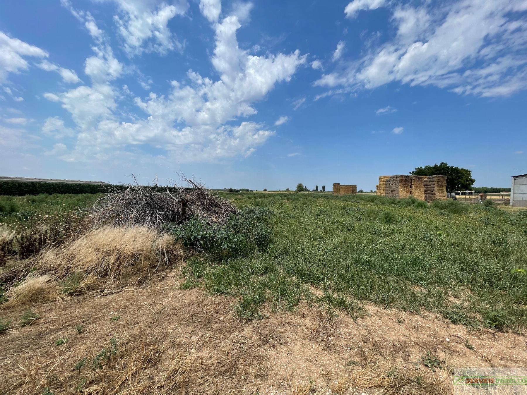 For sale of land in Bellpuig