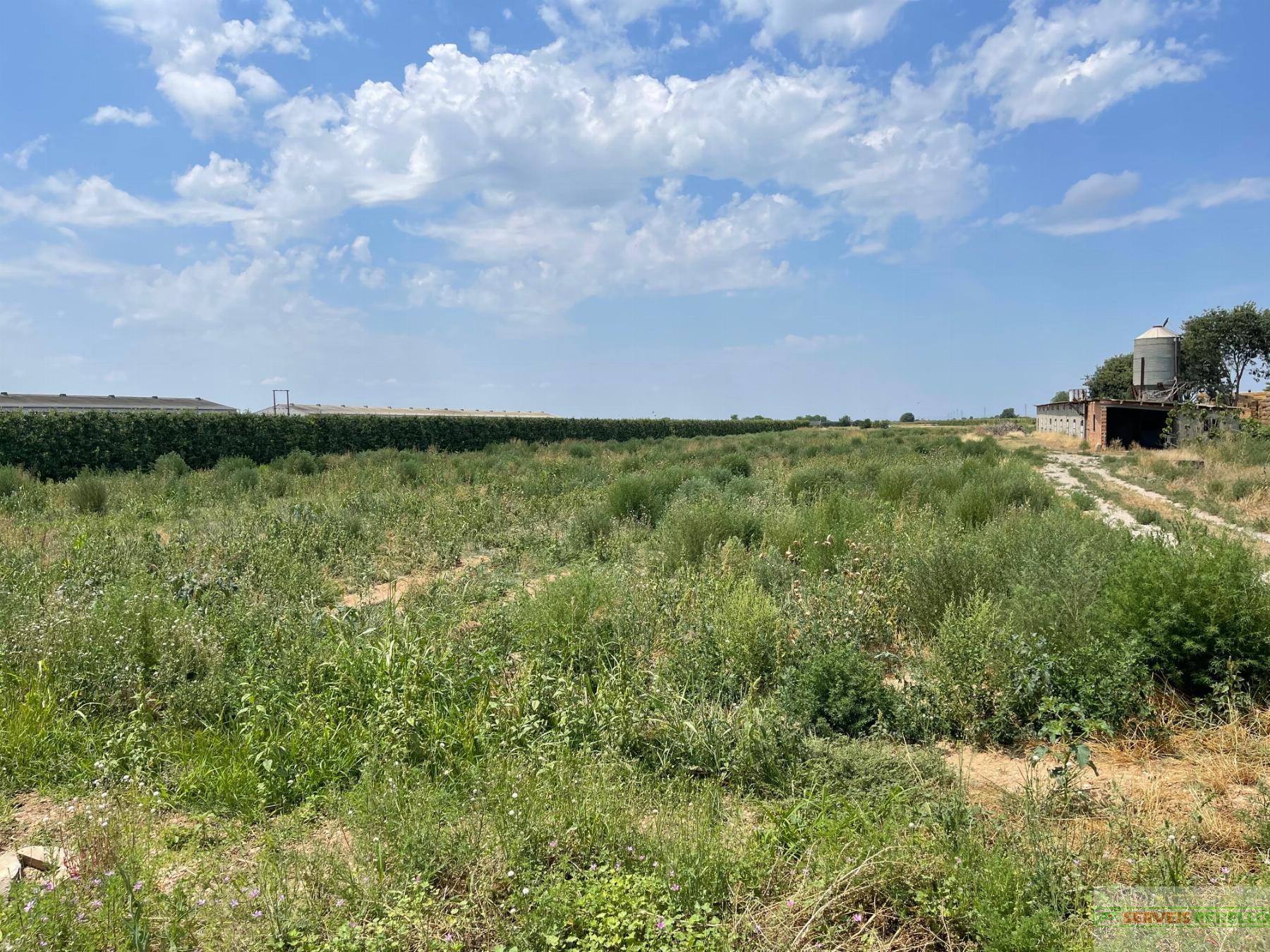 For sale of land in Bellpuig