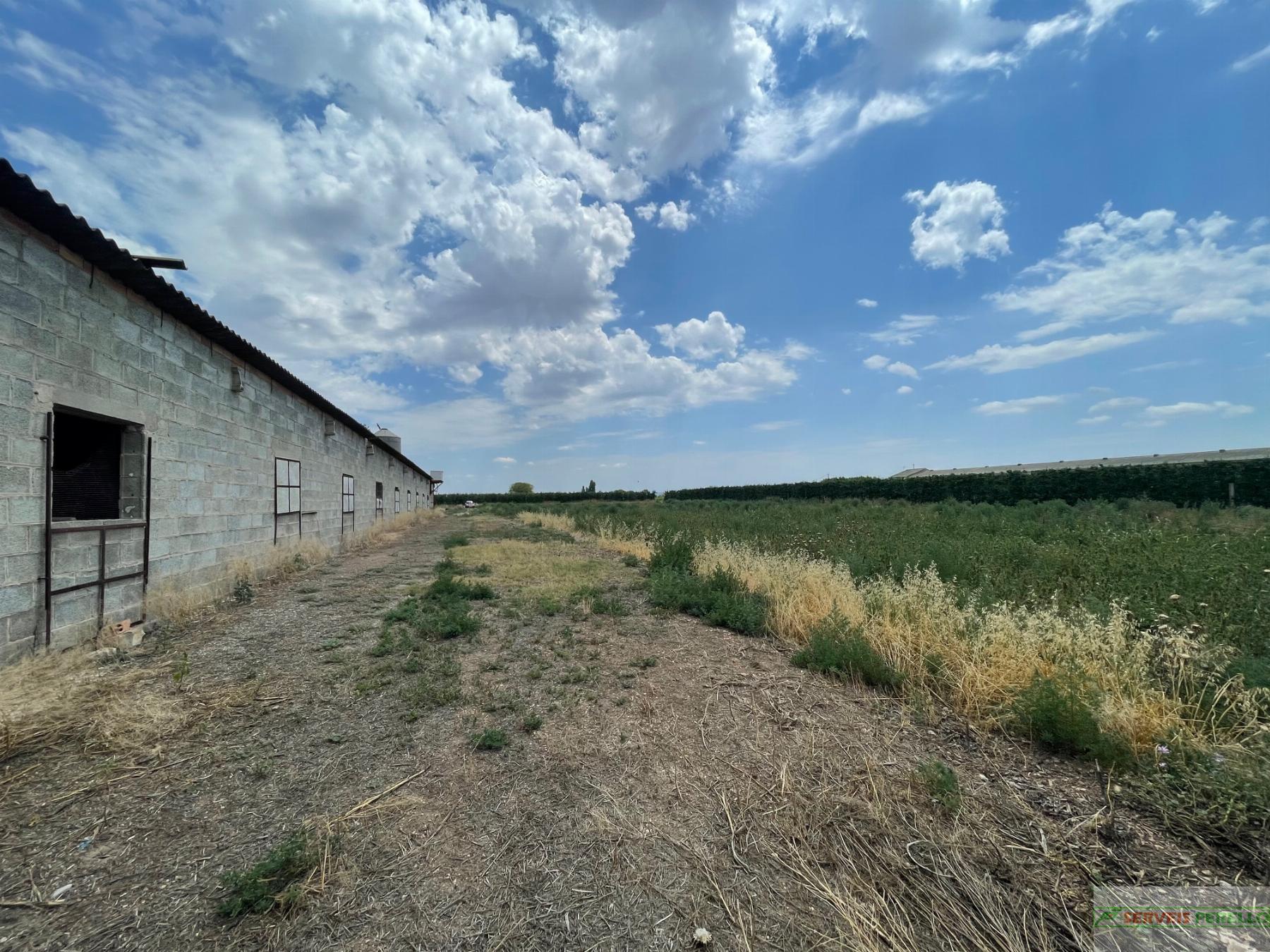 For sale of land in Bellpuig