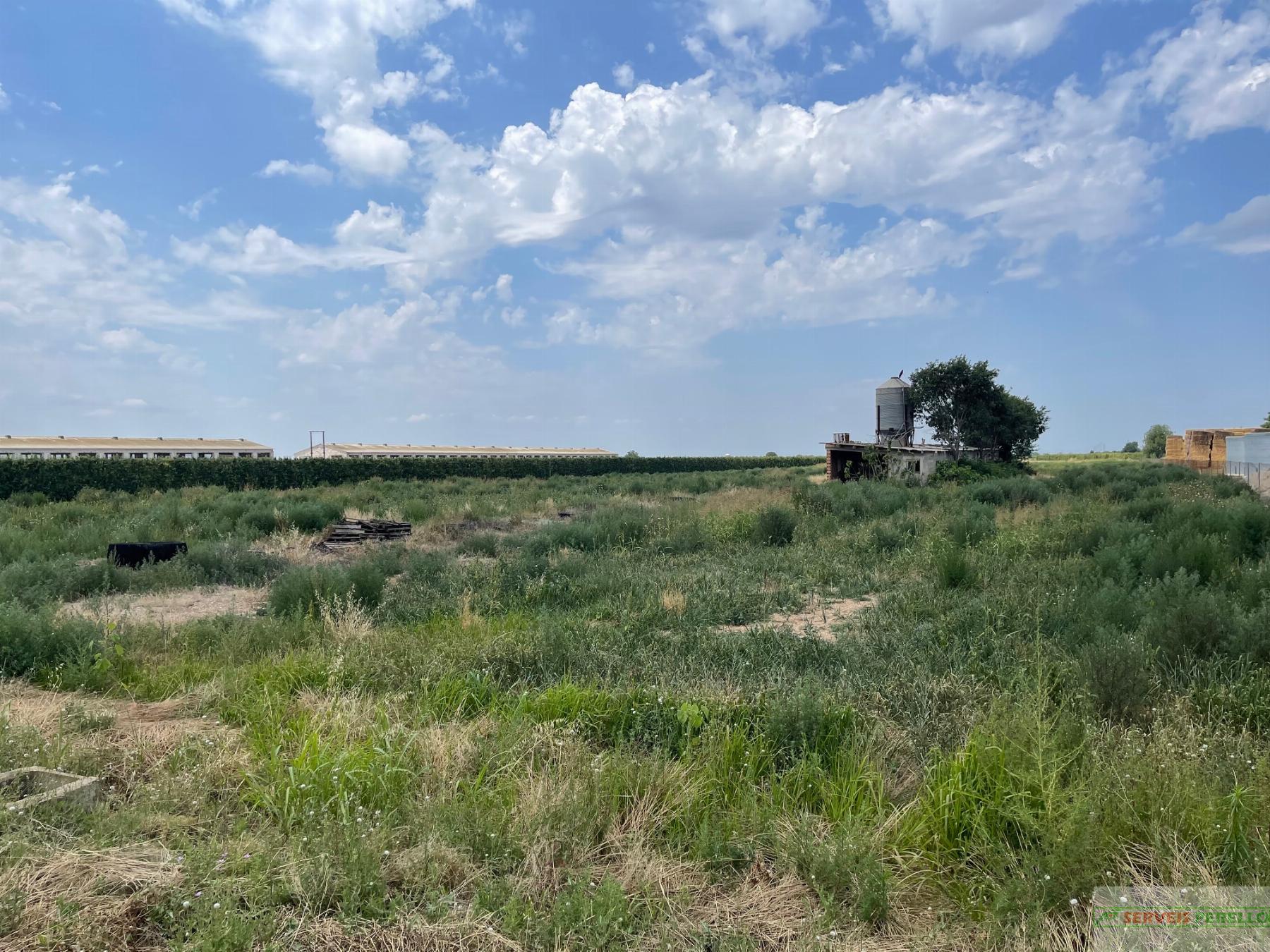 For sale of land in Bellpuig