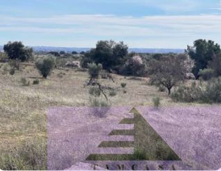 Venta de finca rústica en Navalcarnero