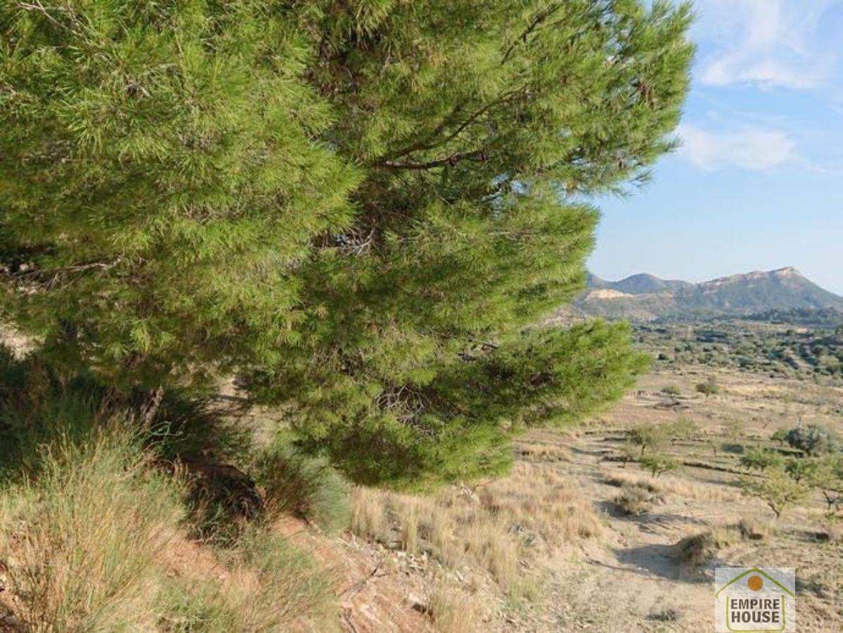 For sale of rural property in Alicante