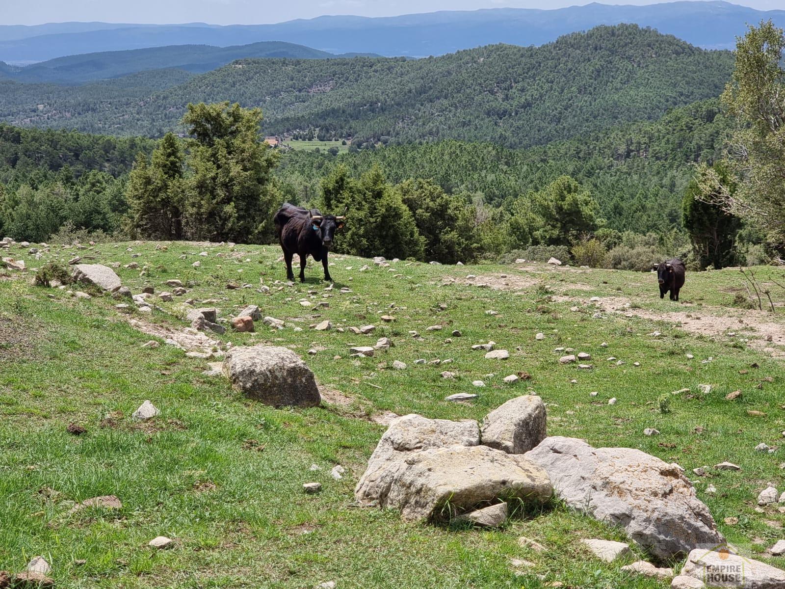 Terreno en alquiler en Sierra de Gúdar-Maestrazgo, Gudar