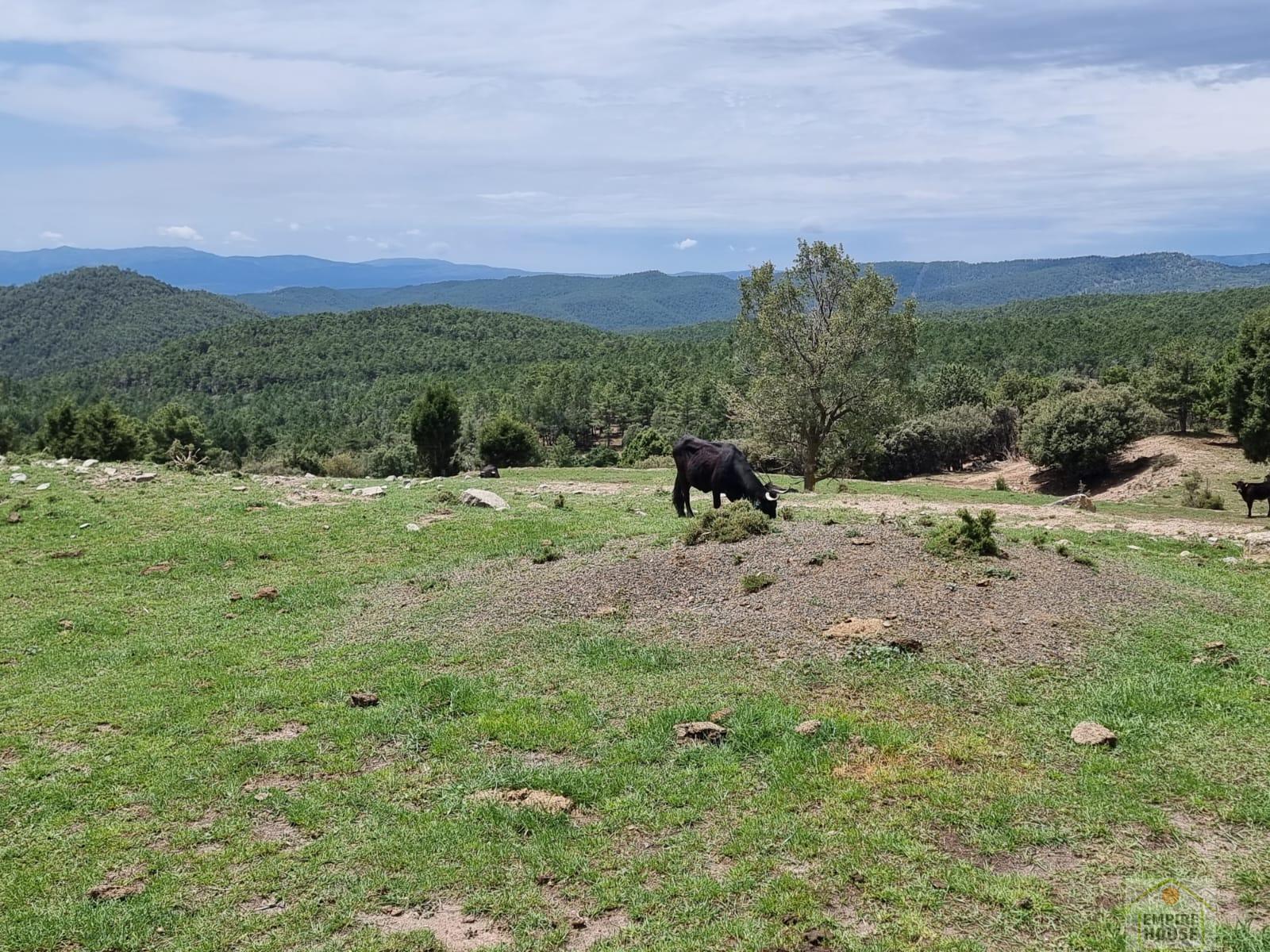 For rent of land in Gúdar