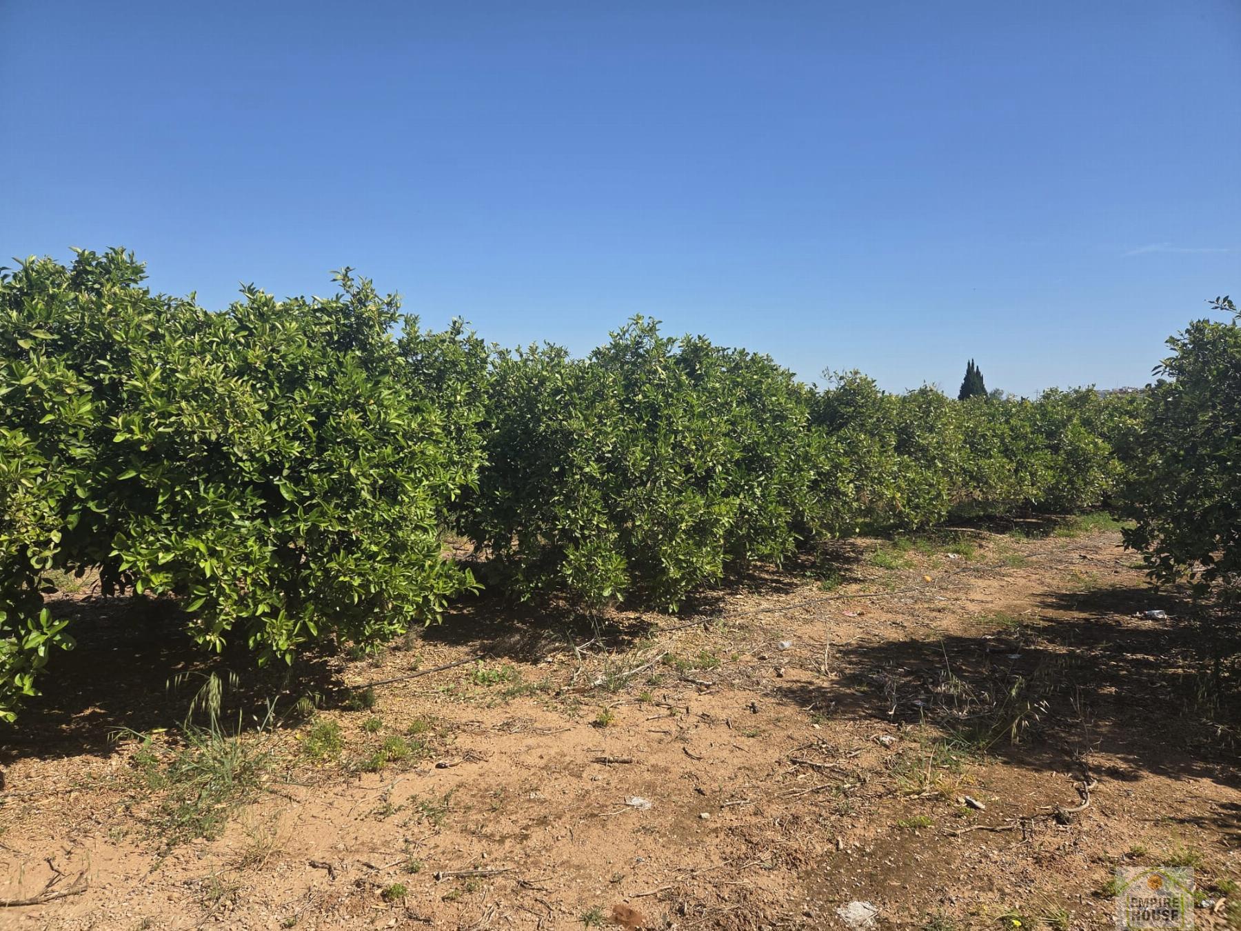 Venta de finca rústica en Benicull de Xúquer