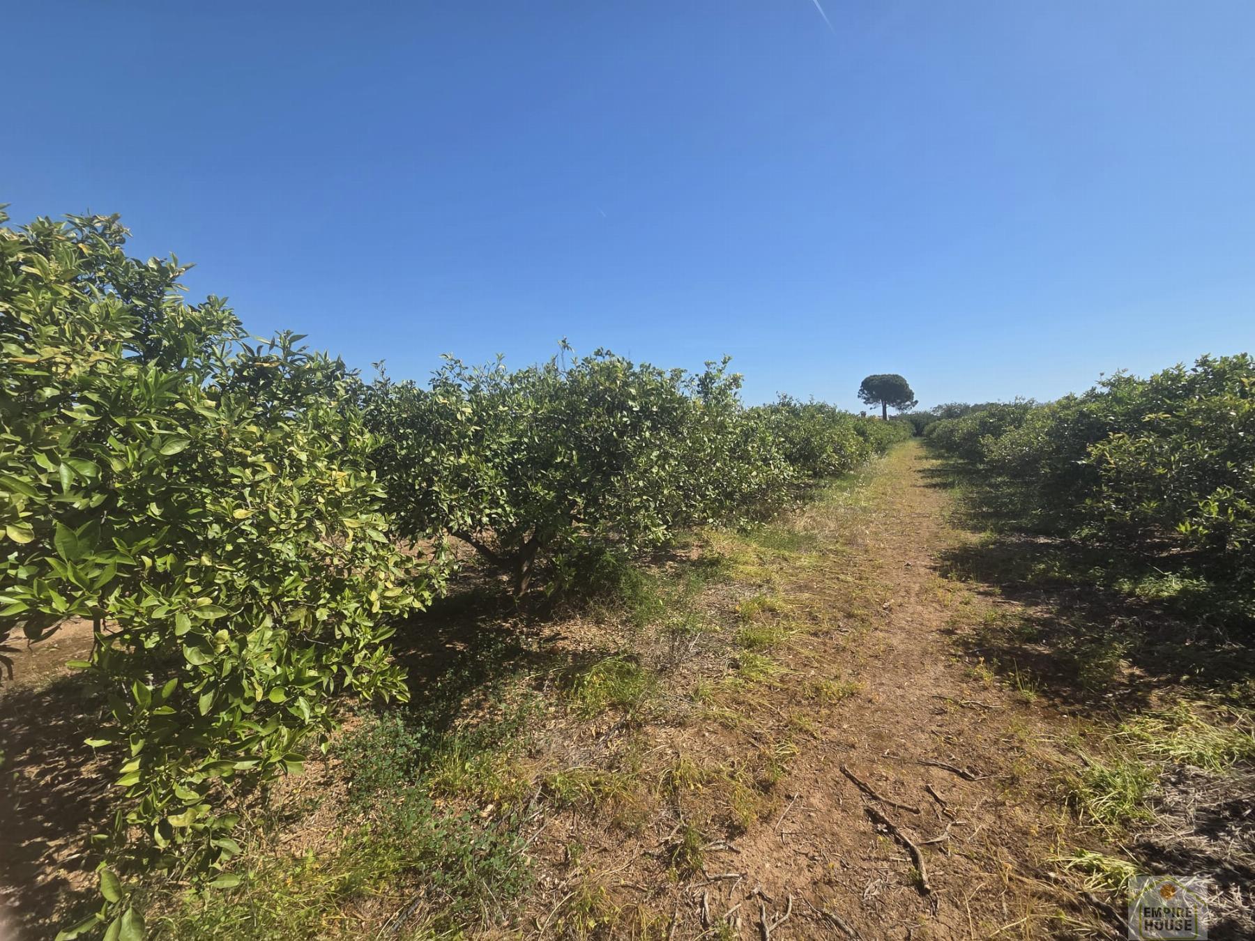 Venta de finca rústica en Benicull de Xúquer