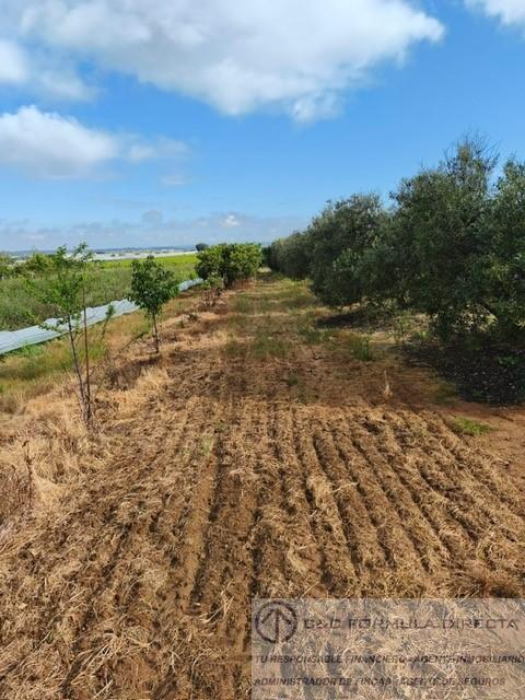 Venta de finca de recreo en Lepe
