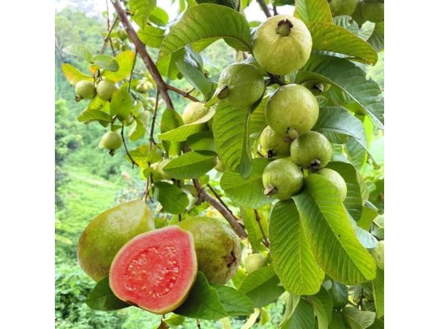Venta de finca rústica en El Rosario