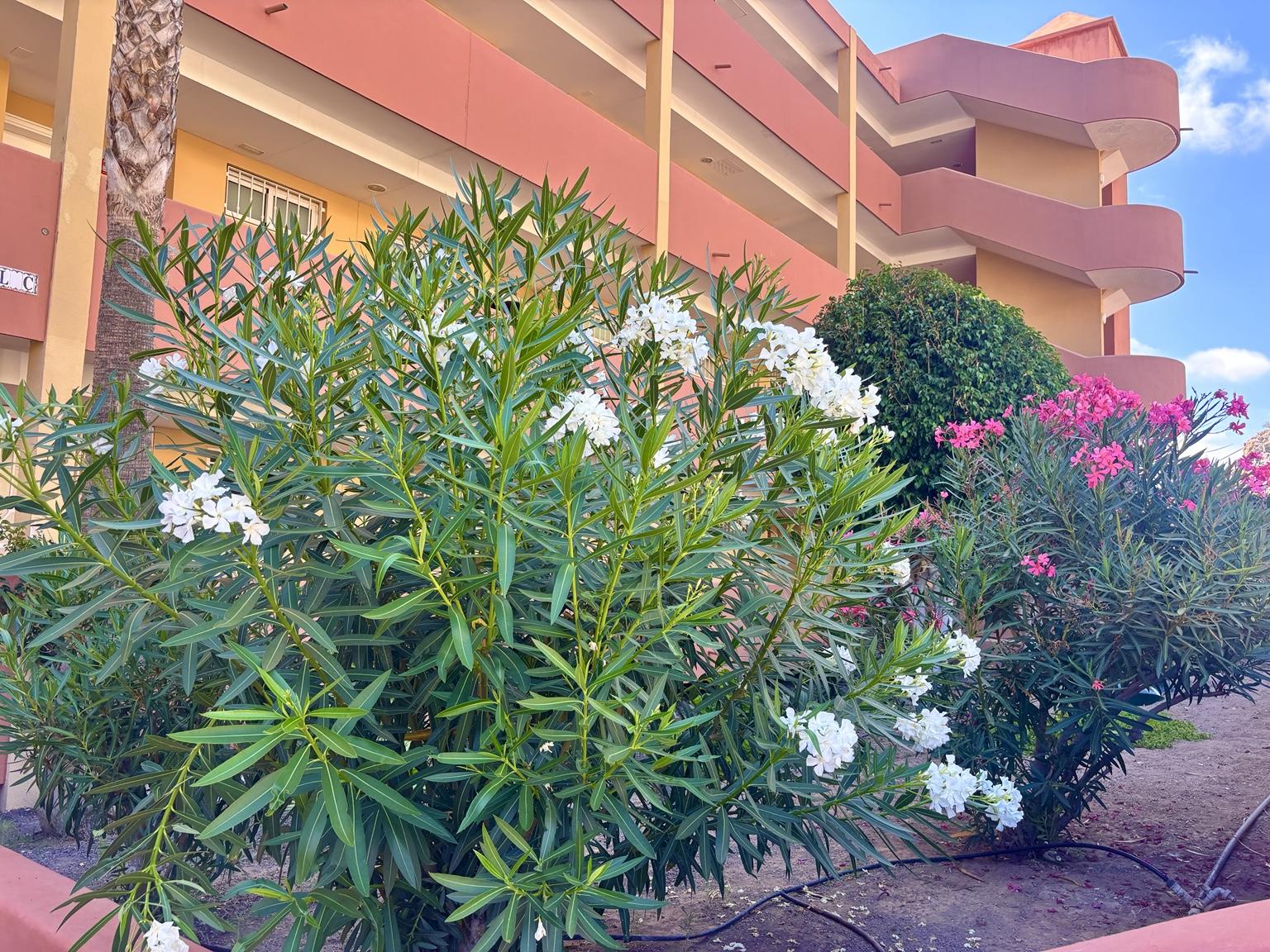 Venta de apartamento en Costa Adeje