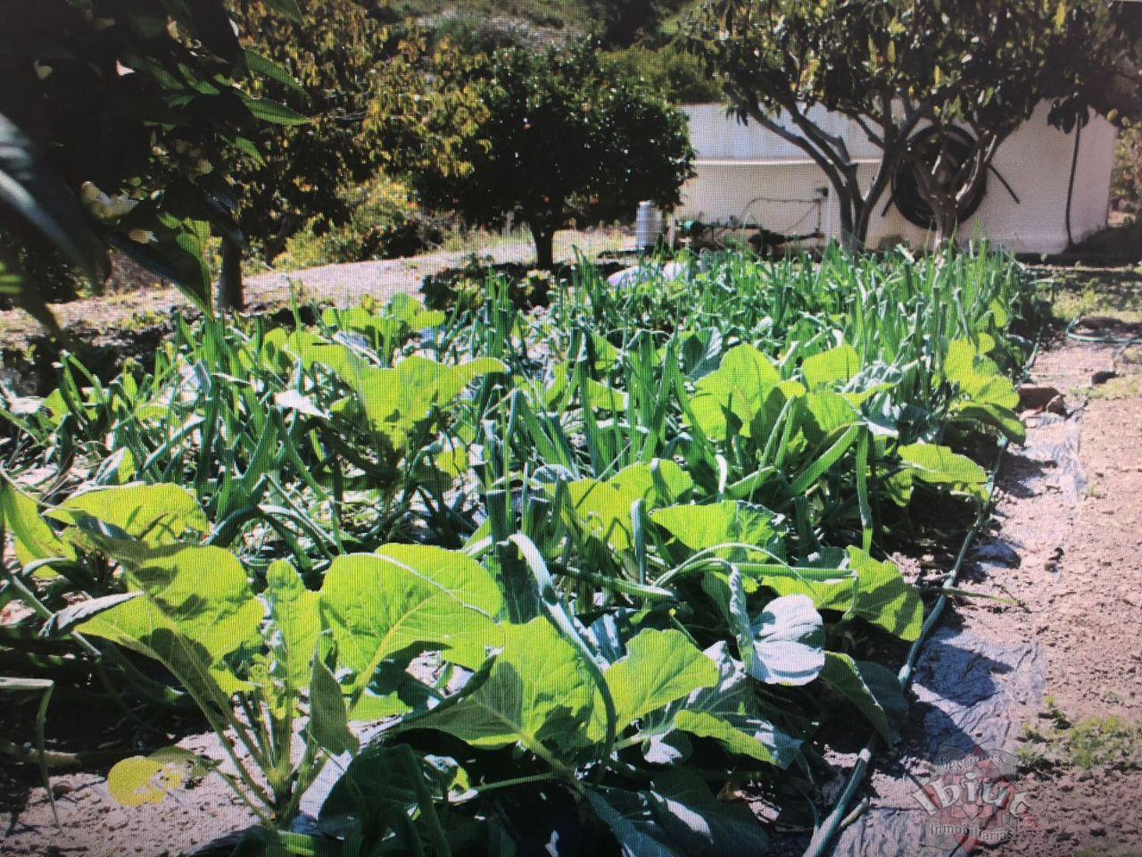 For rent of rural property in Macharaviaya
