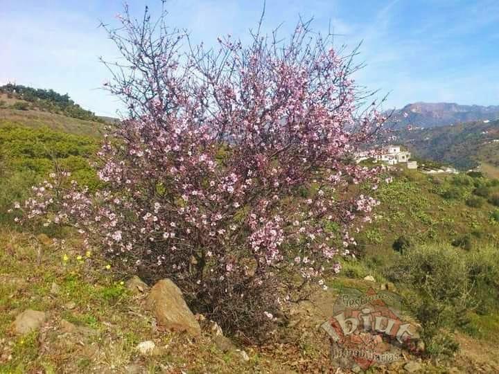 For rent of rural property in Torrox
