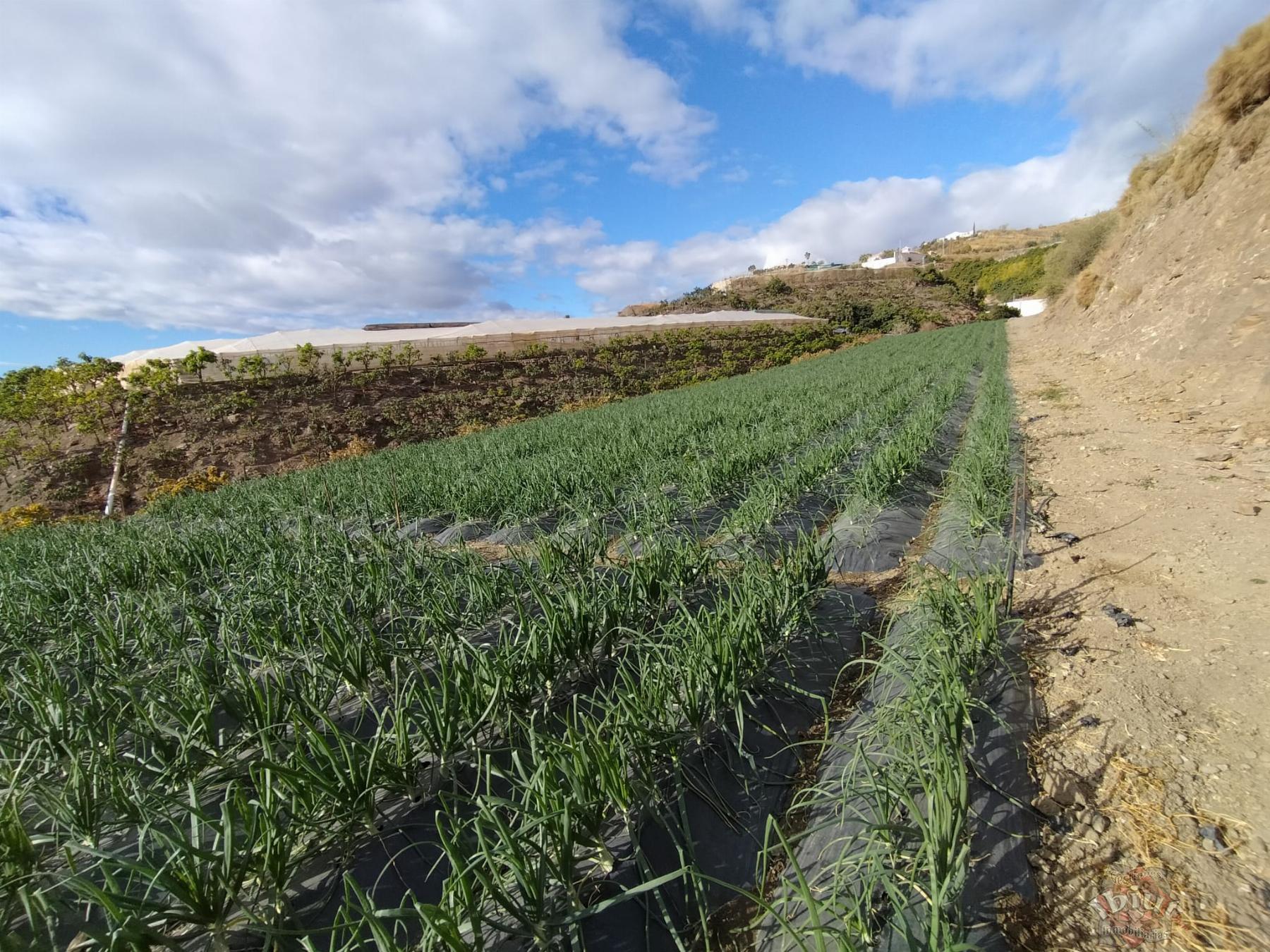 Venta de terreno en Algarrobo