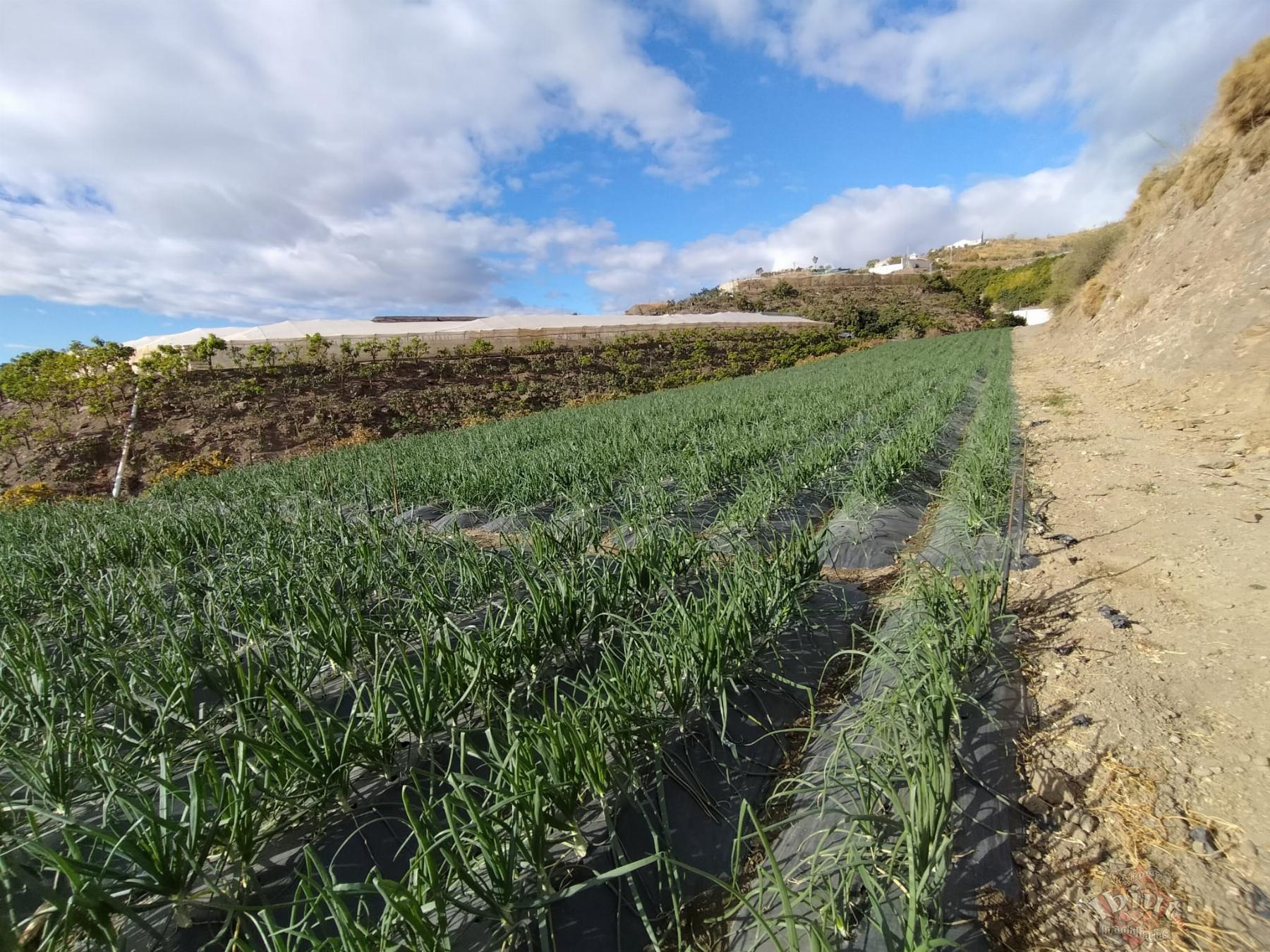 Venta de terreno en Algarrobo