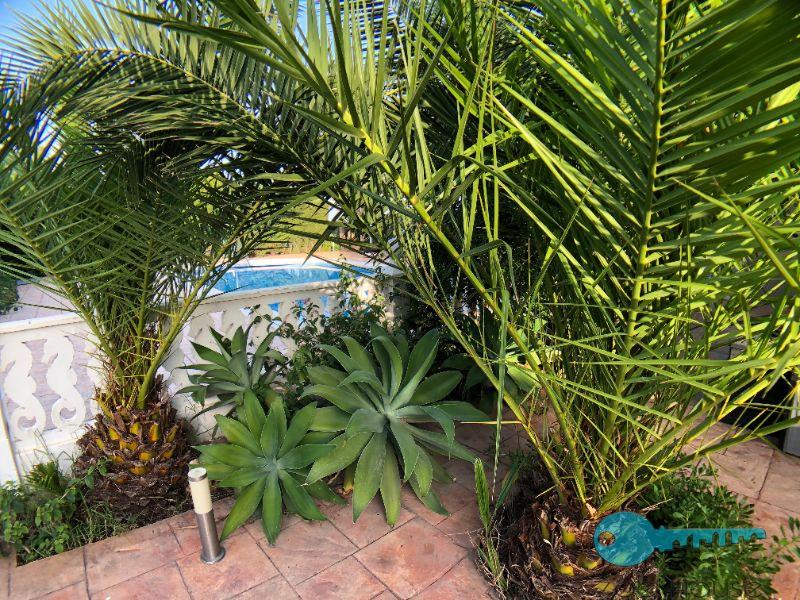 买卖 的 小屋 在 Elche-Elx