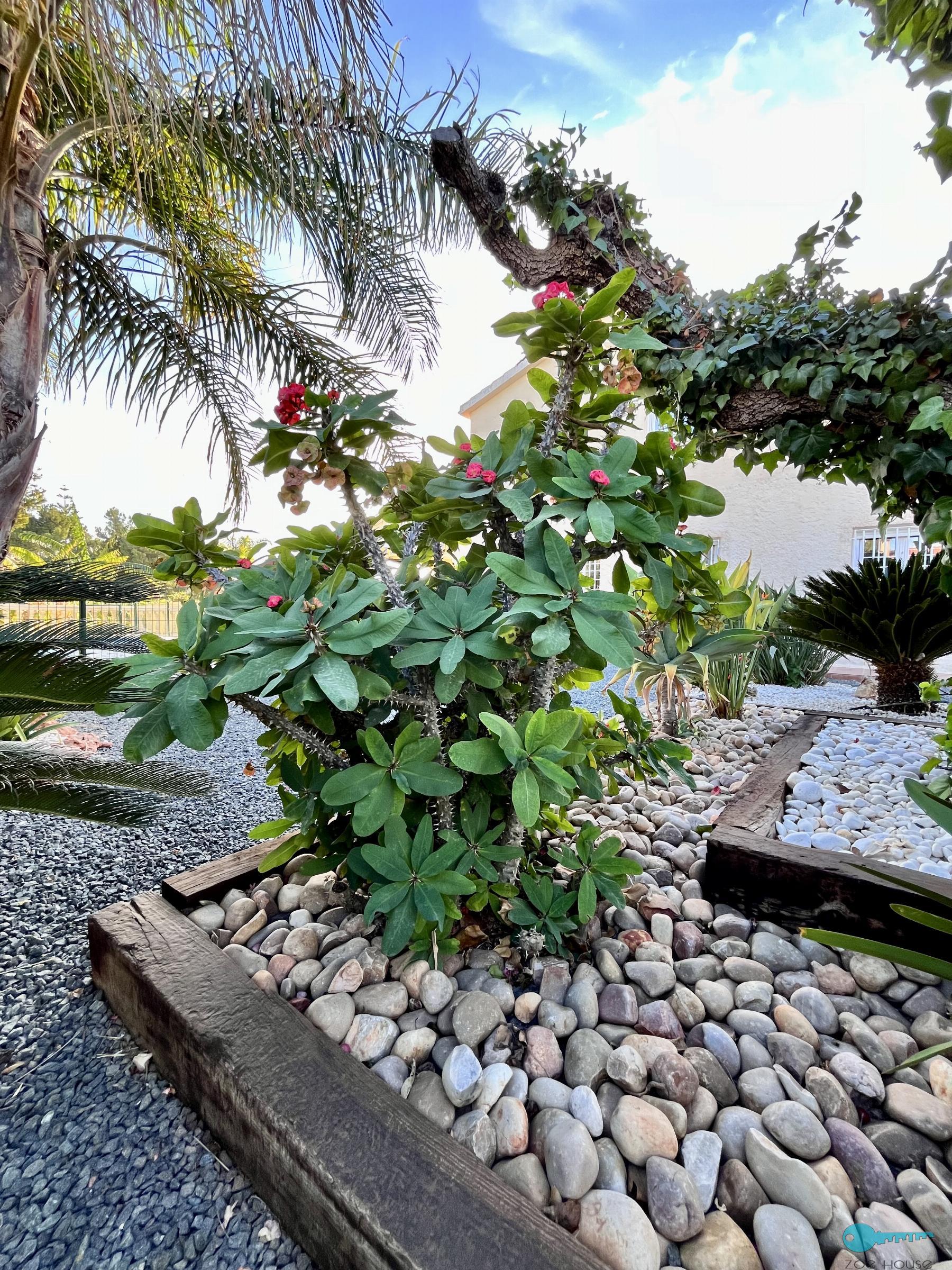 Jardin