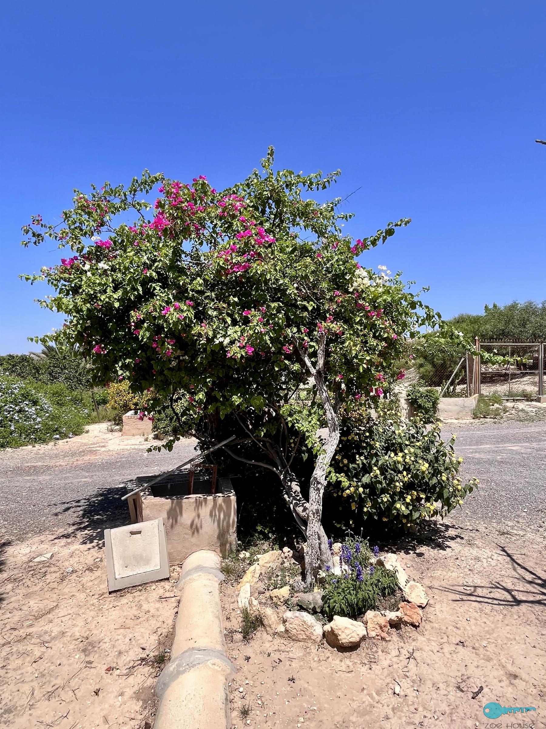 Jardín