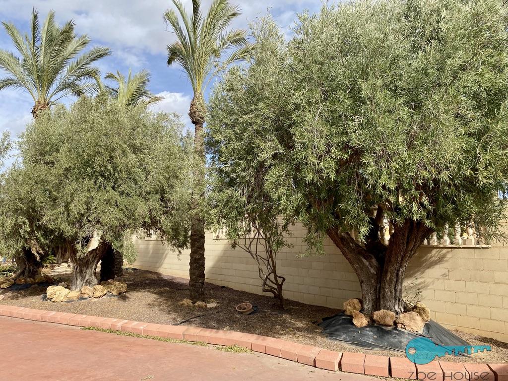 买卖 的 小屋 在 Elche-Elx