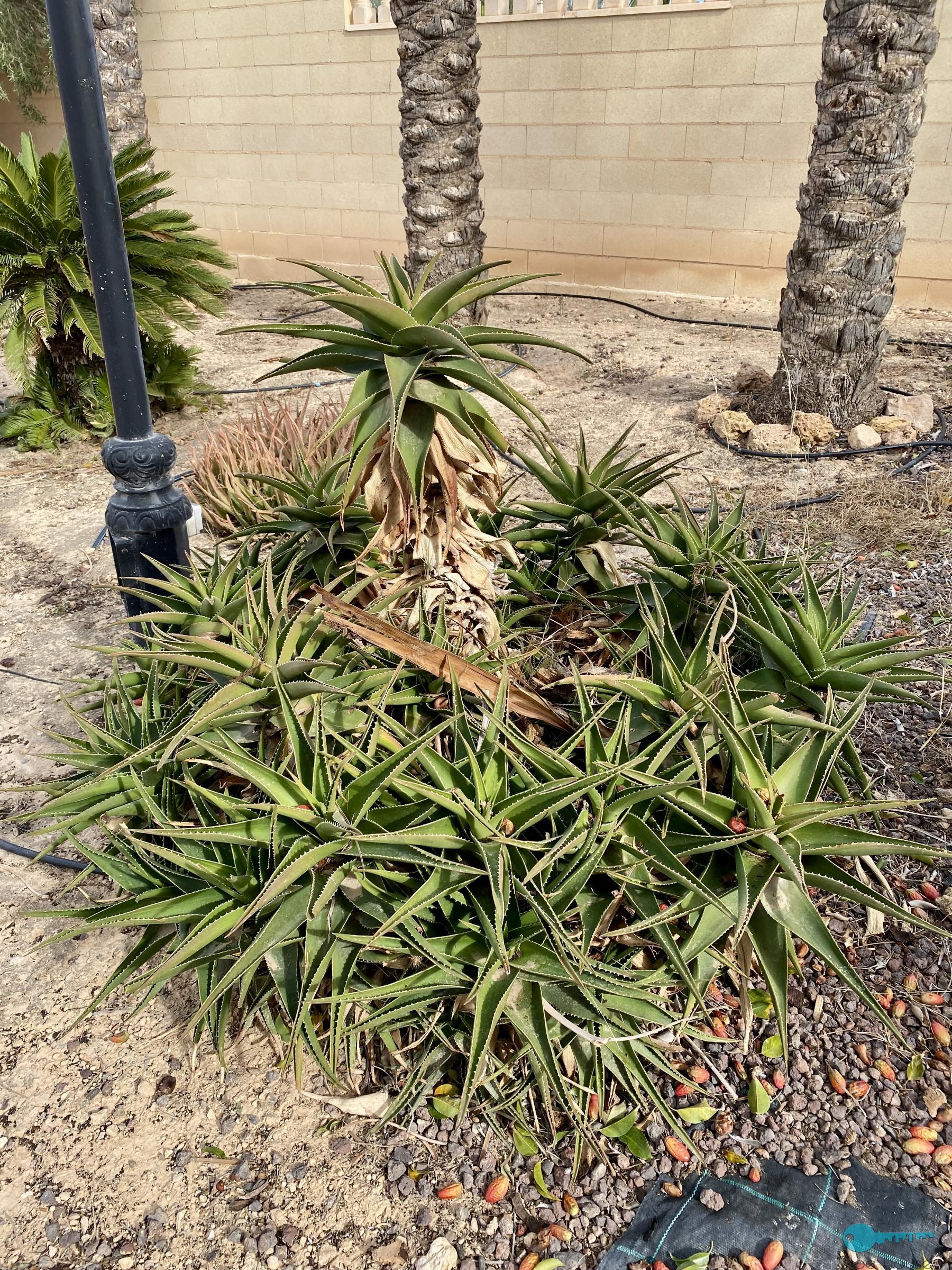 买卖 的 小屋 在 Elche-Elx