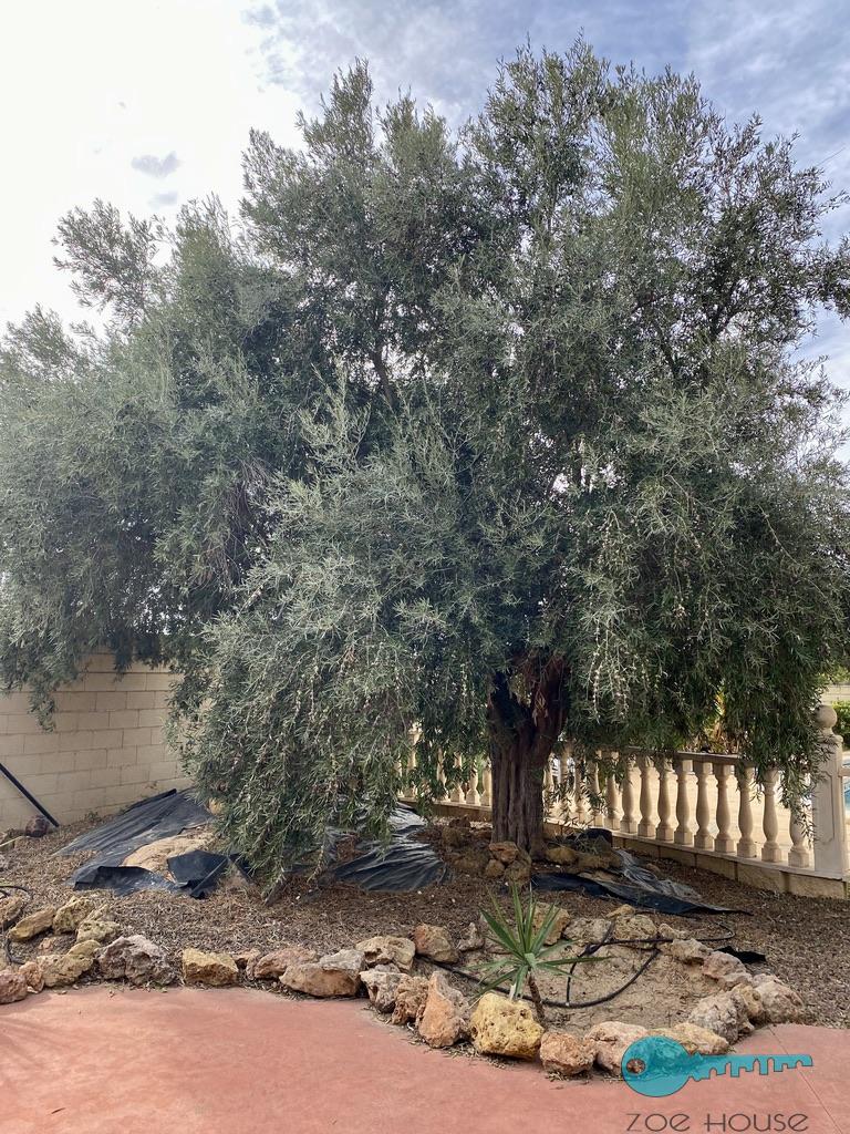 买卖 的 小屋 在 Elche-Elx