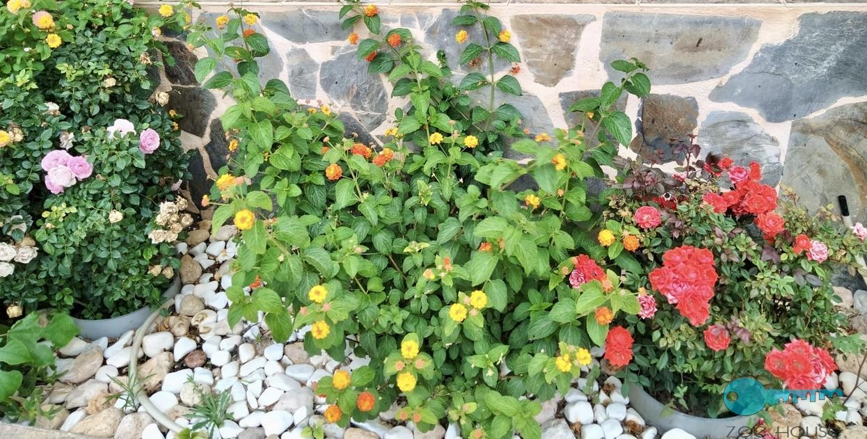 Jardin