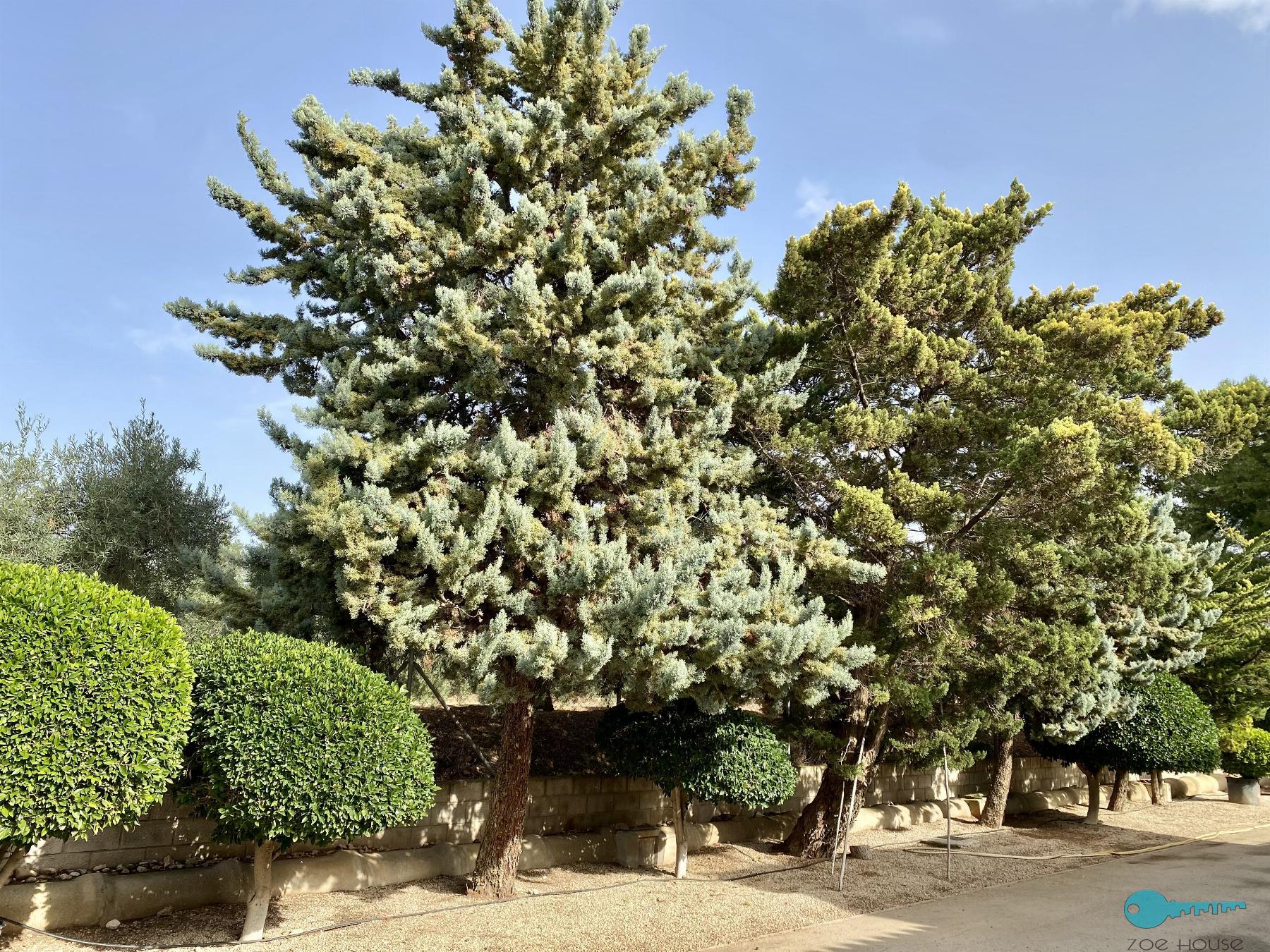 For sale of chalet in Crevillent