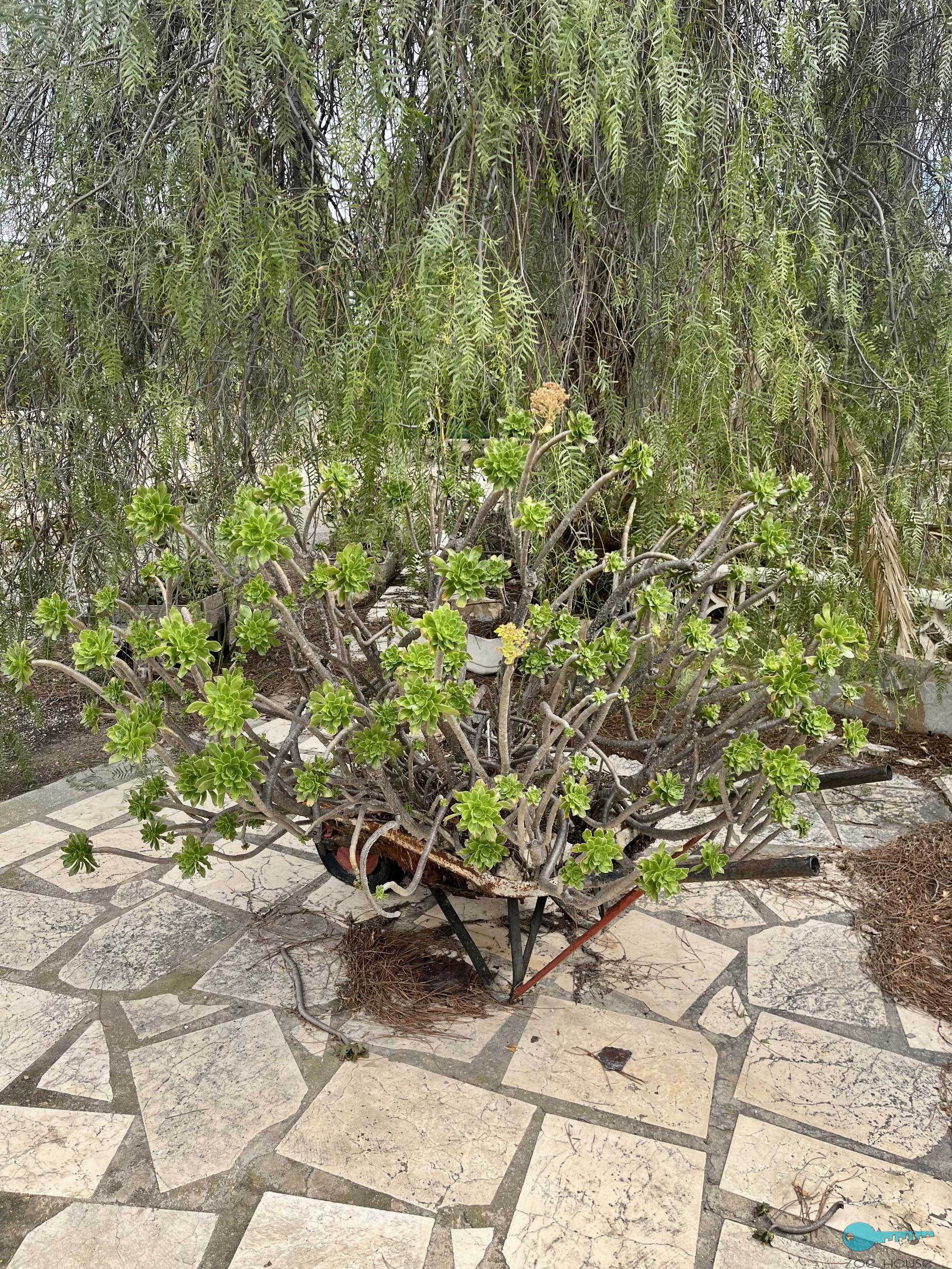 Giardino