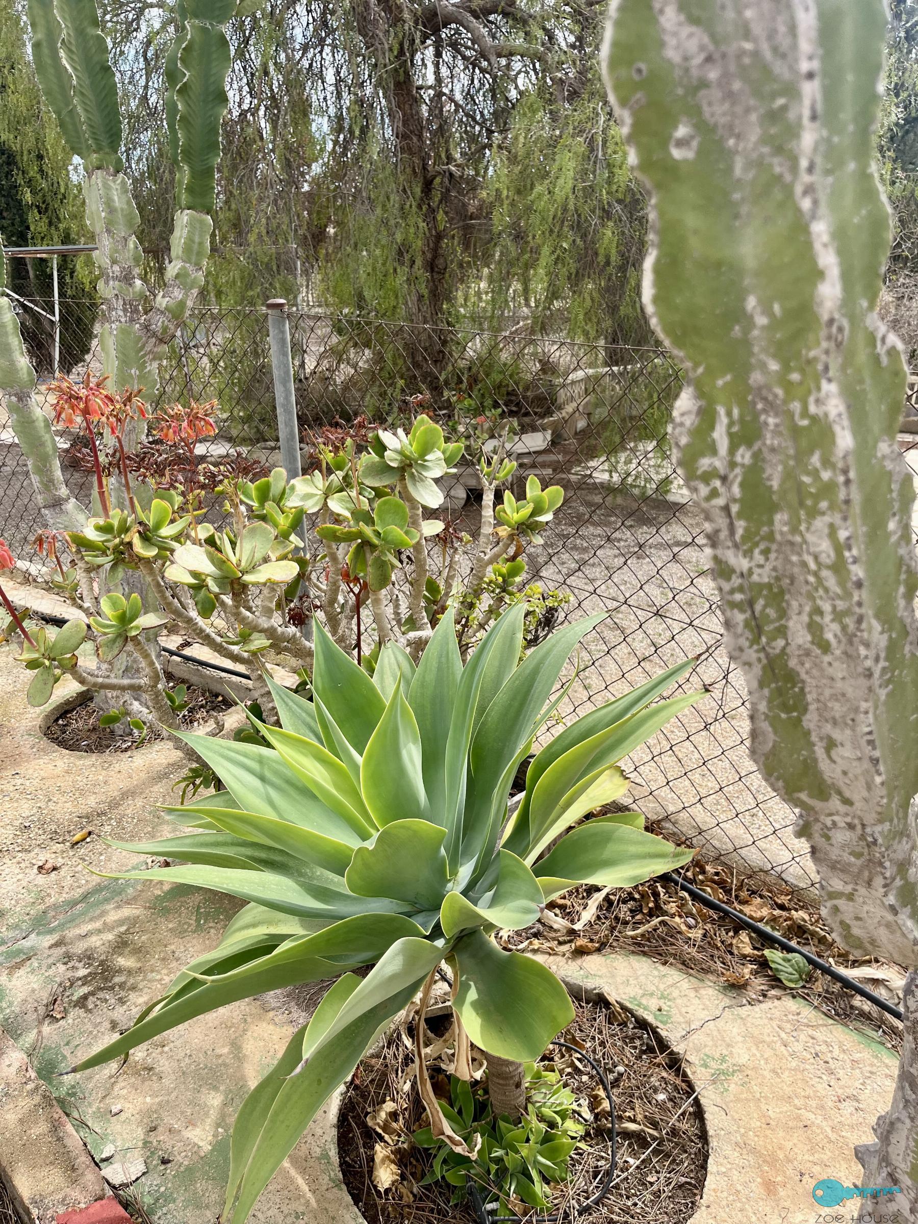 Giardino