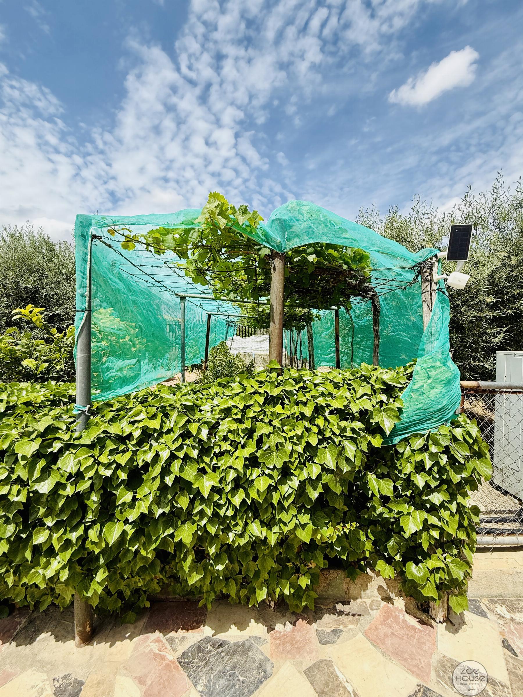 Terreno