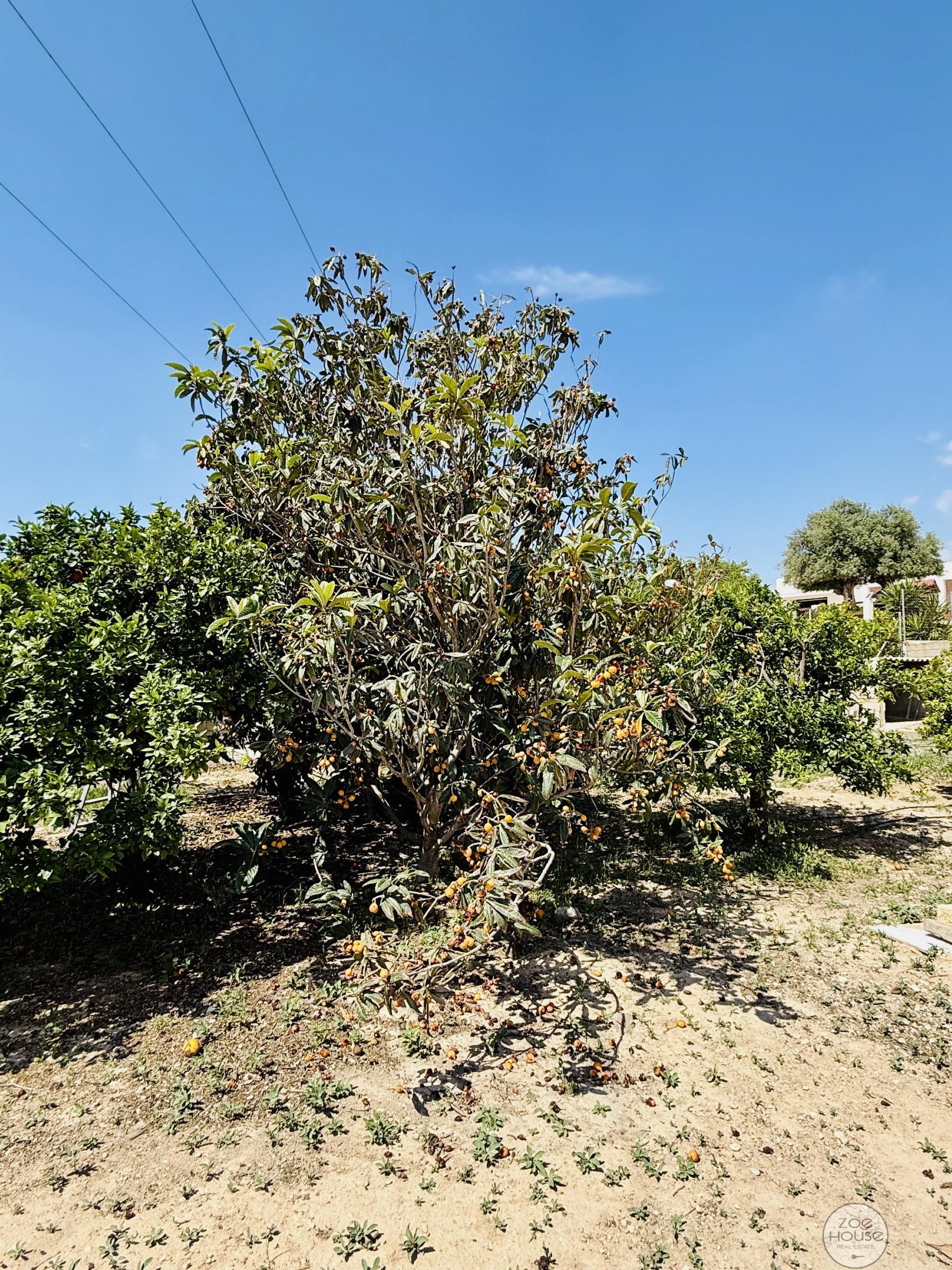 Terreno