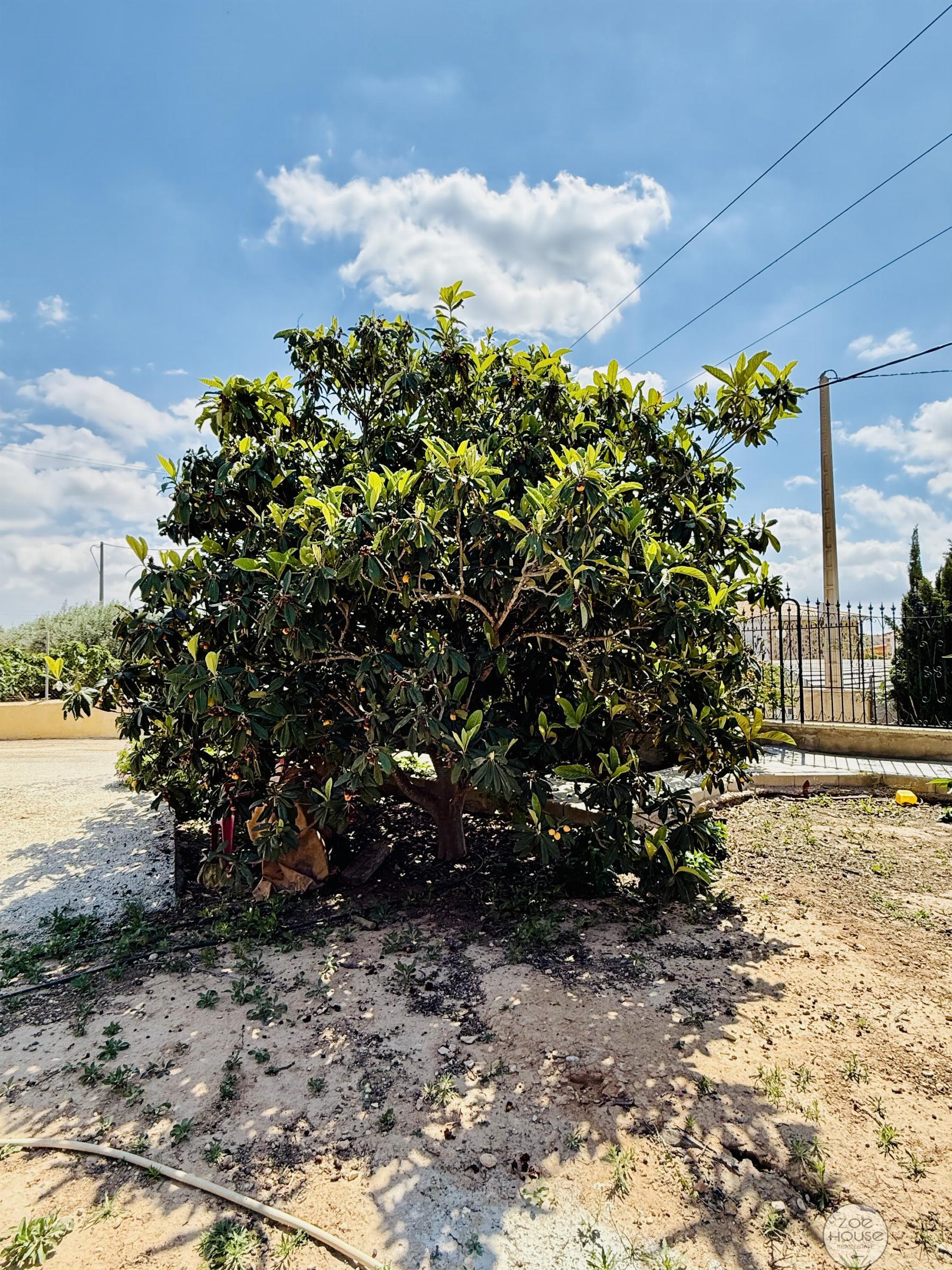 Terreno