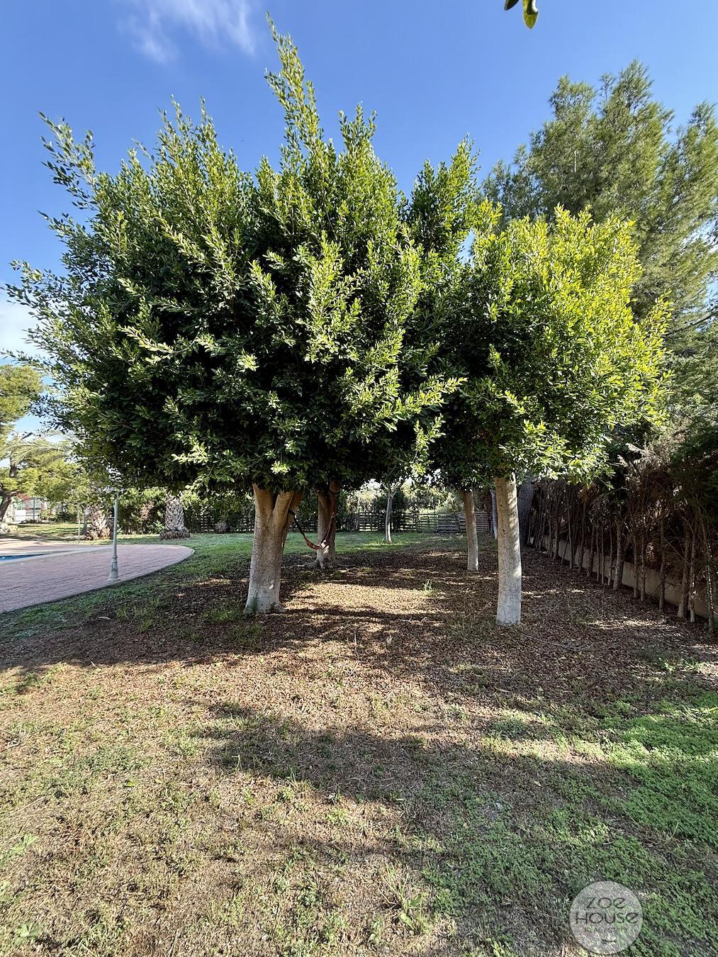 Venta de chalet en Elche-Elx
