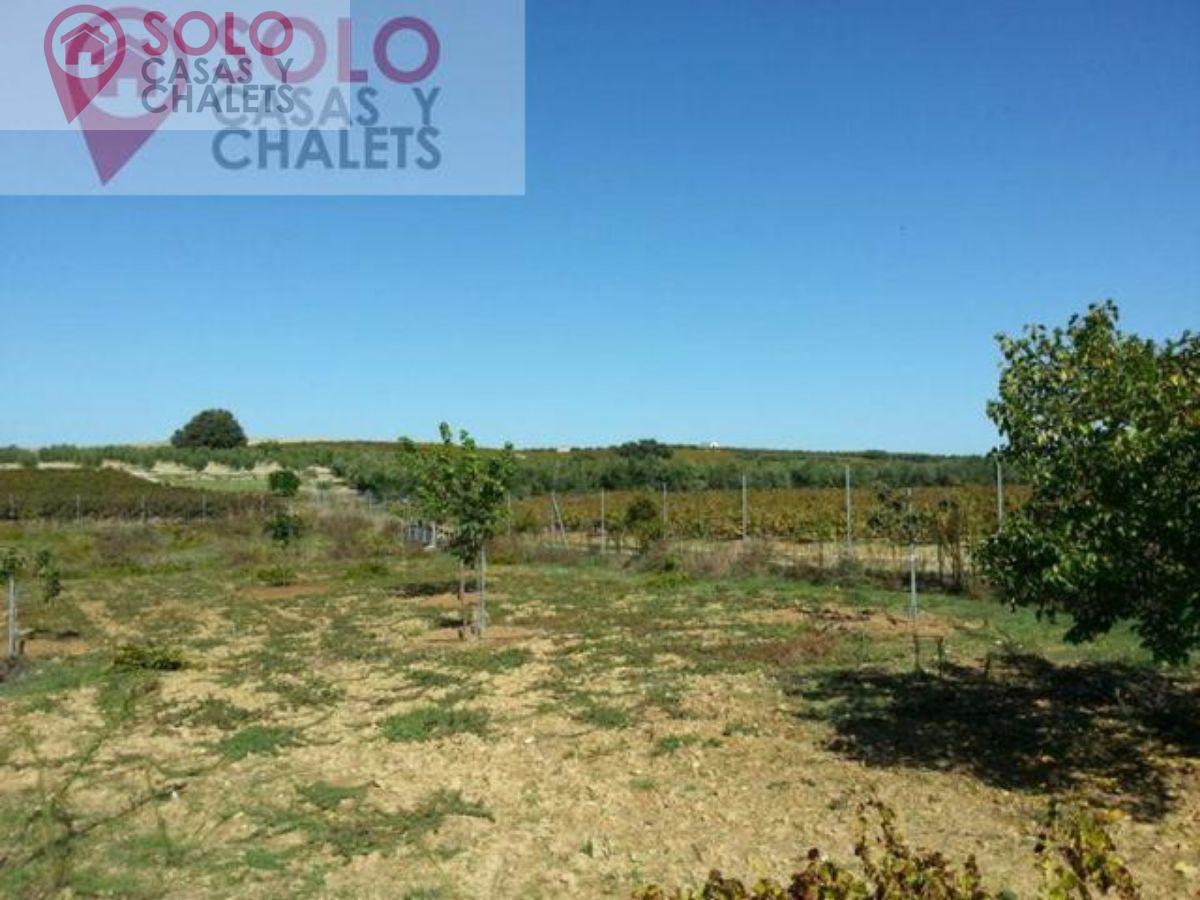 For sale of house in Montemayor