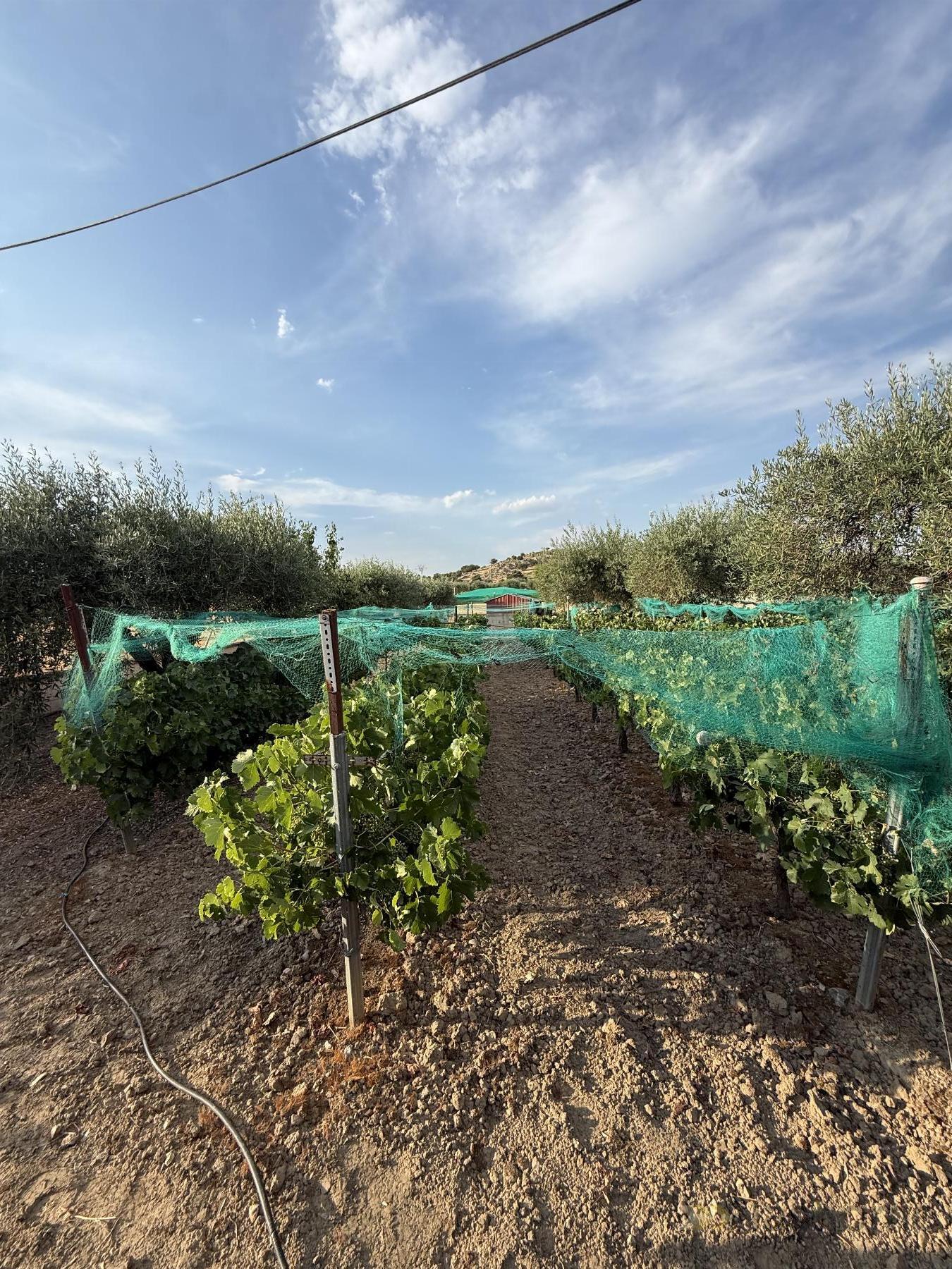 Venta de casa en Santa Amalia