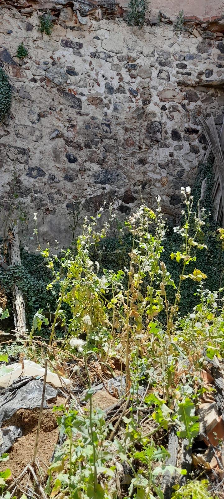 For sale of house in Magacela
