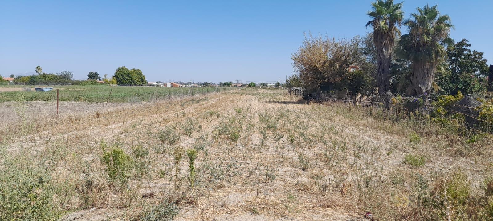 For sale of land in Don Benito