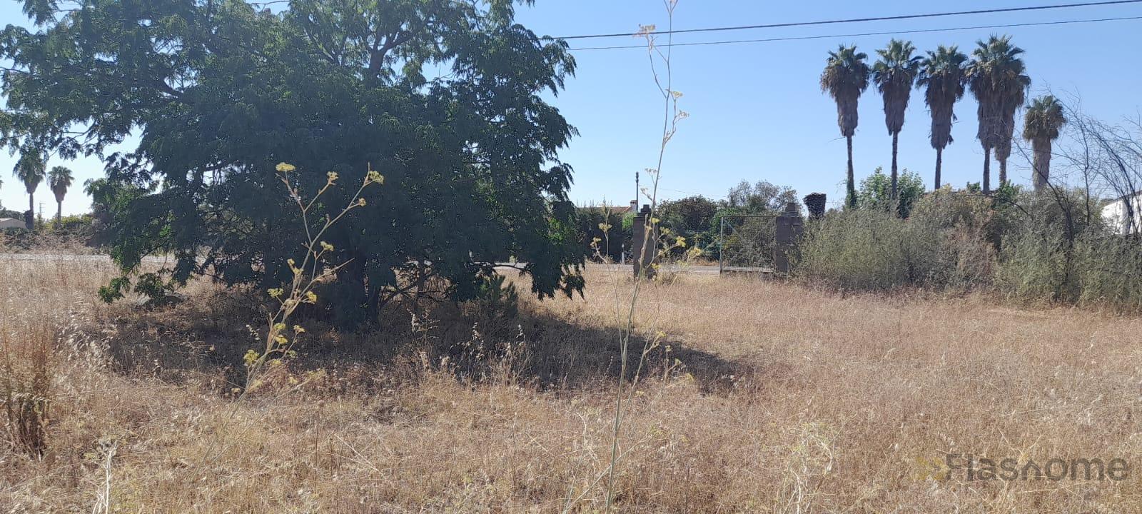 For sale of land in Don Benito