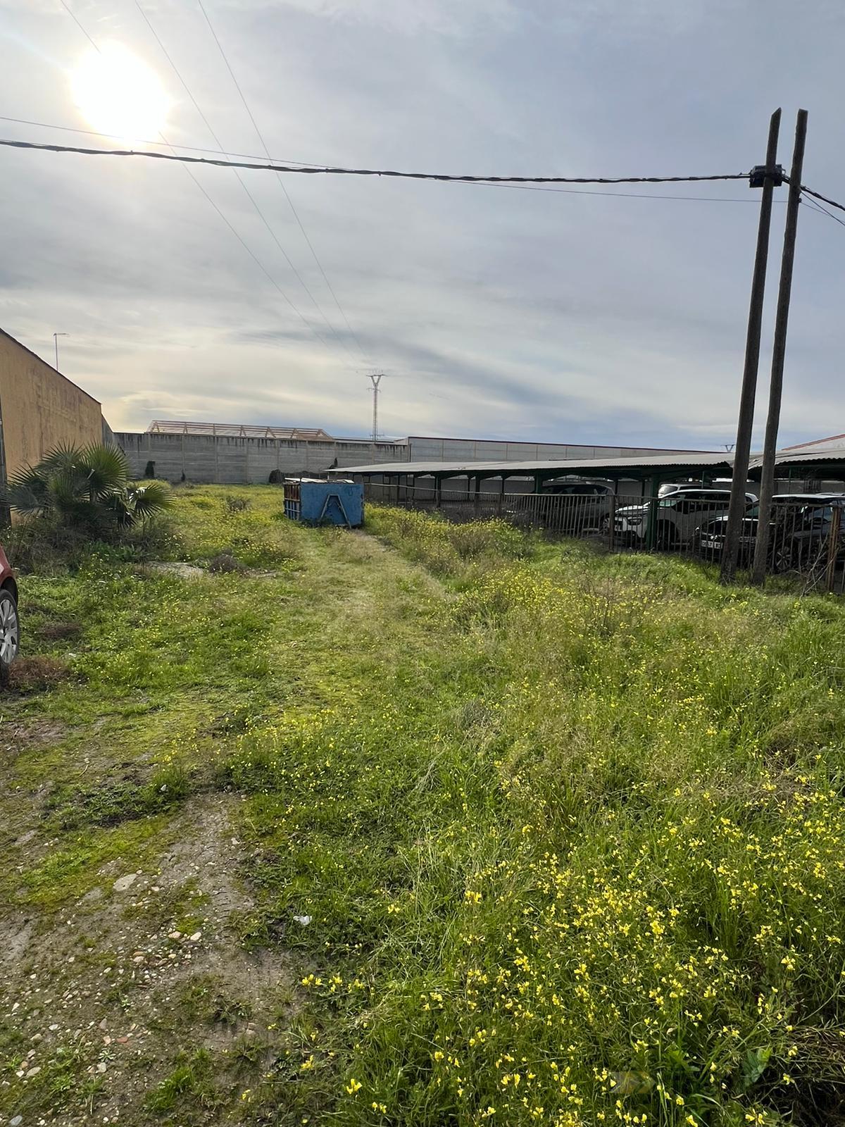 For rent of land in Santa Amalia