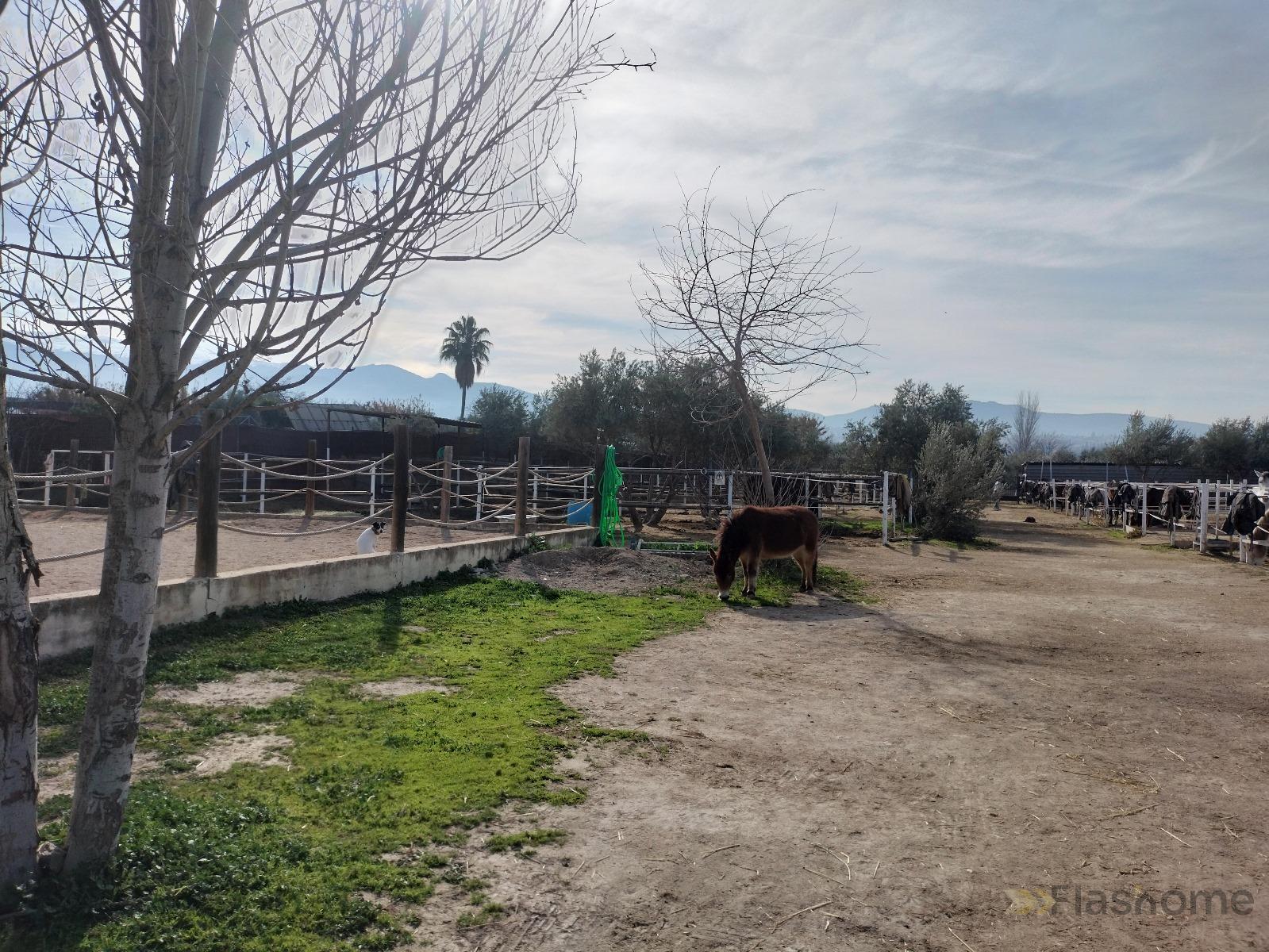 For sale of rural property in La Zubia