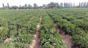 For sale of land in Santa Amalia