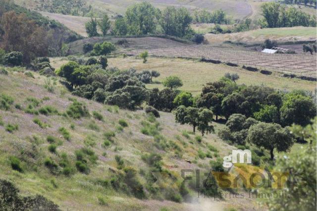 For sale of rural property in Monesterio