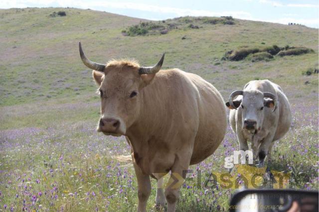 Venta de finca rústica en Monesterio